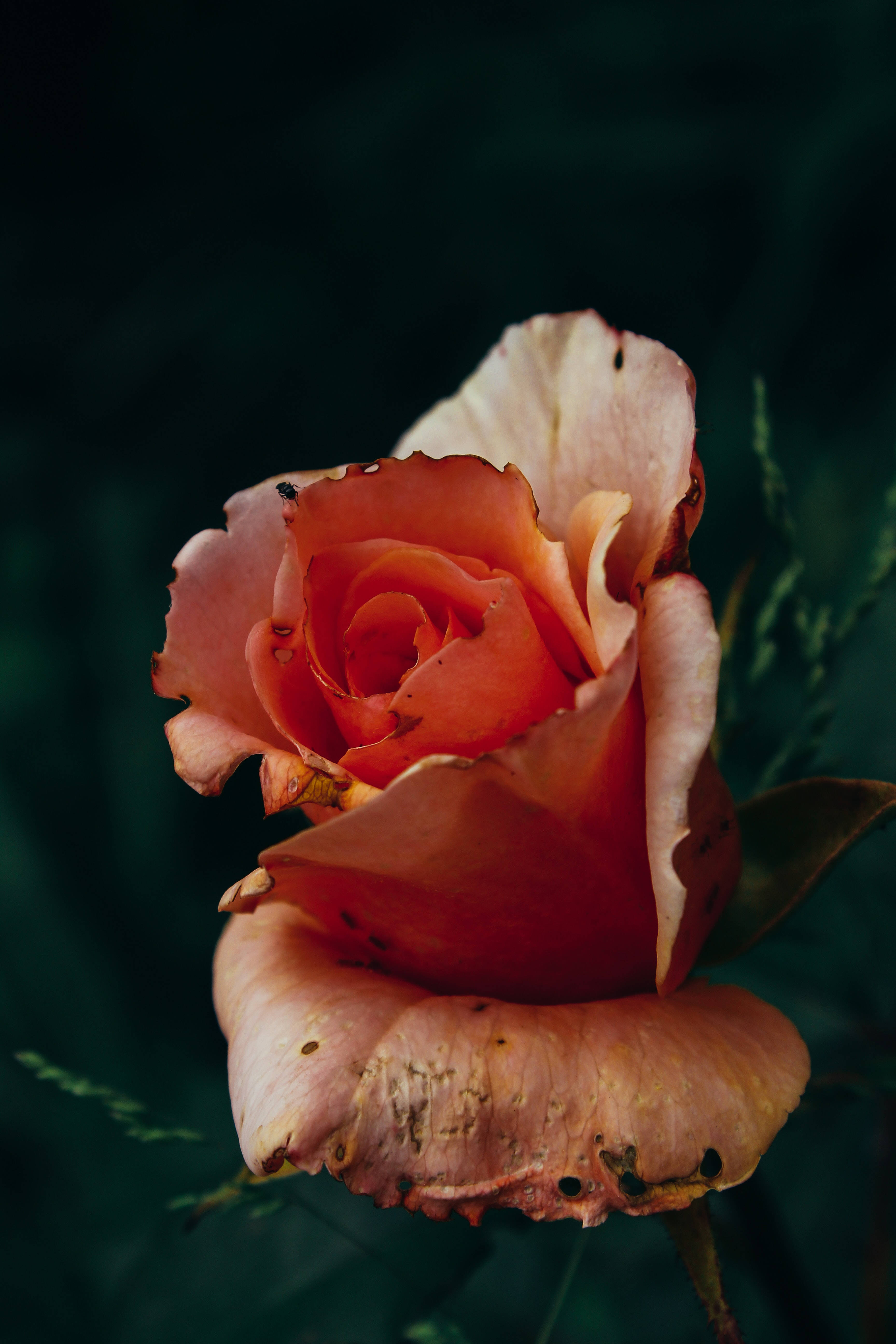 artificial orange rose, fading peach rose, delicate petals, 5K Phone Wallpaper