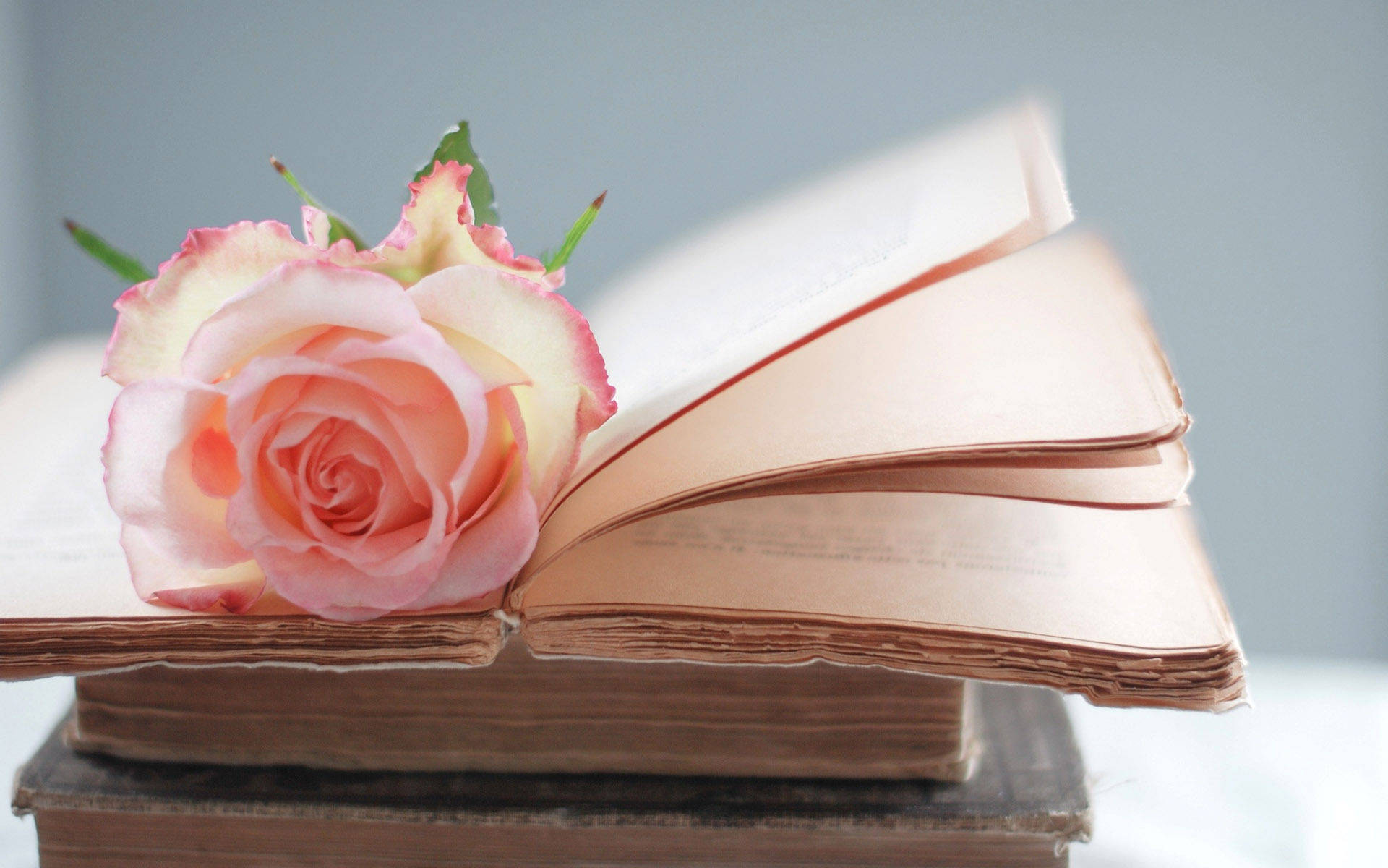 pink rose, open book, stack of aged tomes, Full HD Desktop Wallpaper