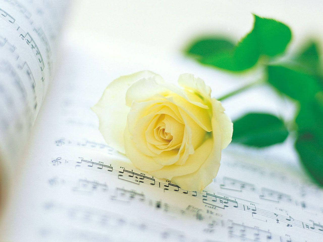 tiny yellow rose, pale yellow, green leaves, HD Desktop Wallpaper