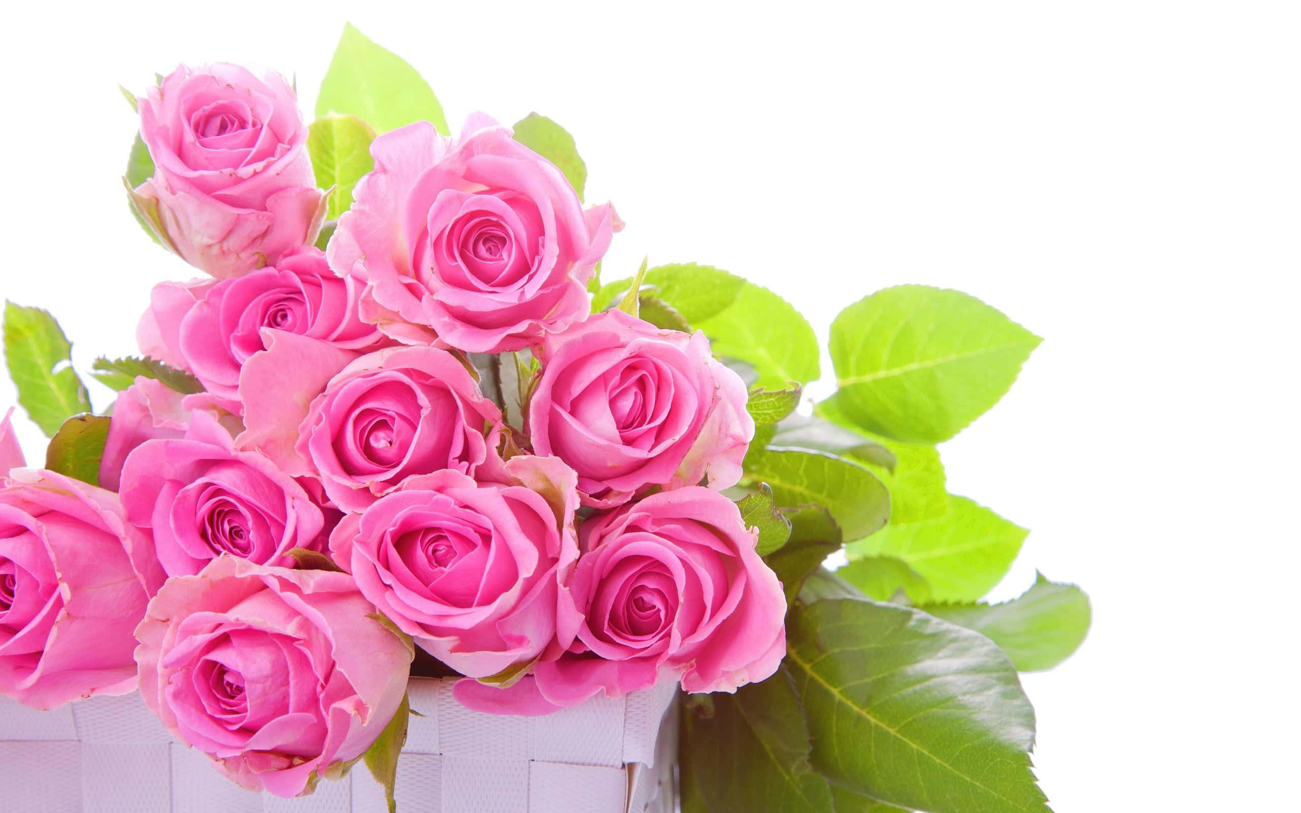 pink roses, lush green leaves, white woven basket, 2K Desktop Wallpaper