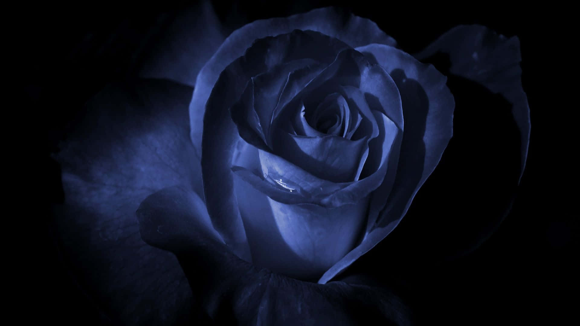dark blue rose, pitch black background, dewdrop, Full HD Desktop Wallpaper