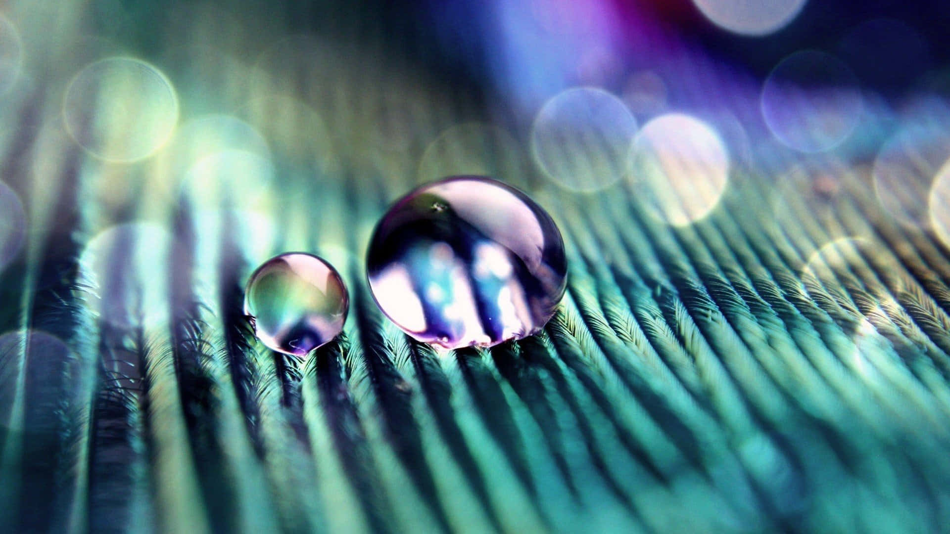 abstract water droplets on feather, vibrant teal feather, iridescent bokeh lights, Full HD Desktop Wallpaper