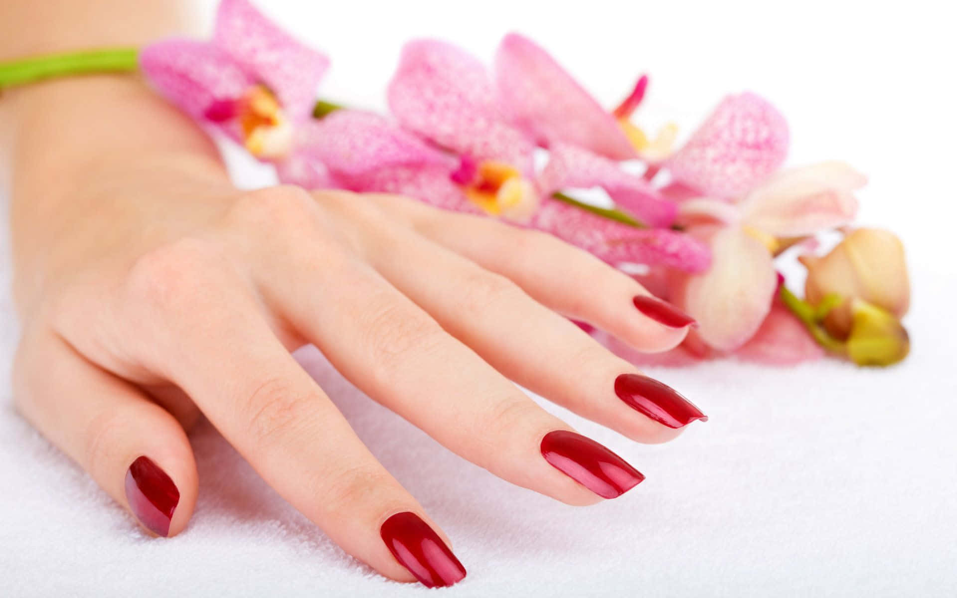 glossy red nails, soft pink orchids, white towel, Full HD Desktop Wallpaper