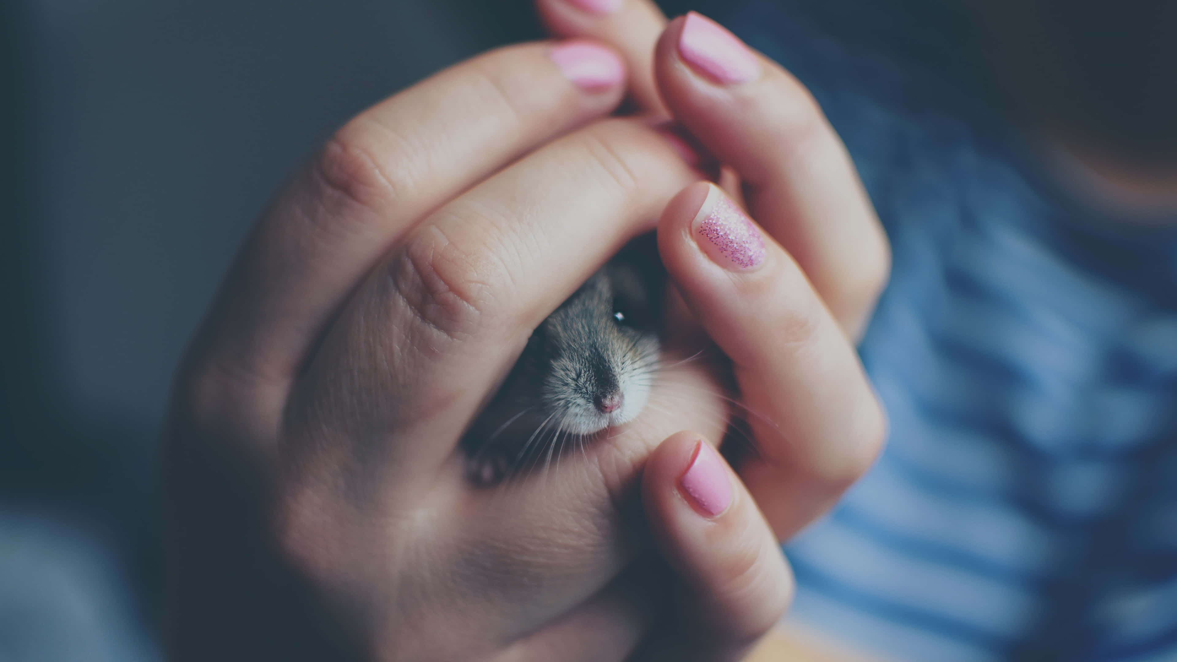 pink glitter nail polish, tiny gray mouse, cupped hands, 4K Desktop Wallpaper