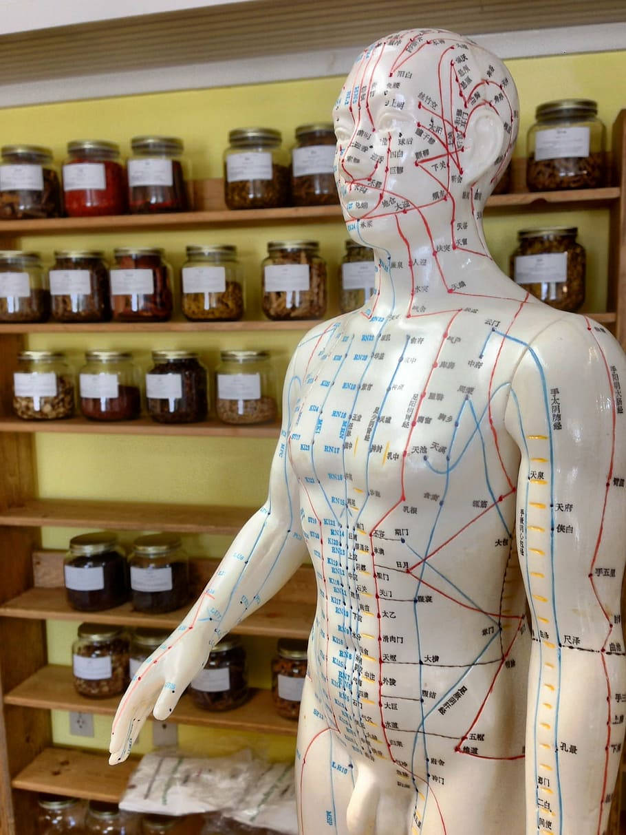 Acupuncturist Acupoints Mannequin, red and blue meridian lines, shelves filled with labeled herbal jars, SD Phone Wallpaper