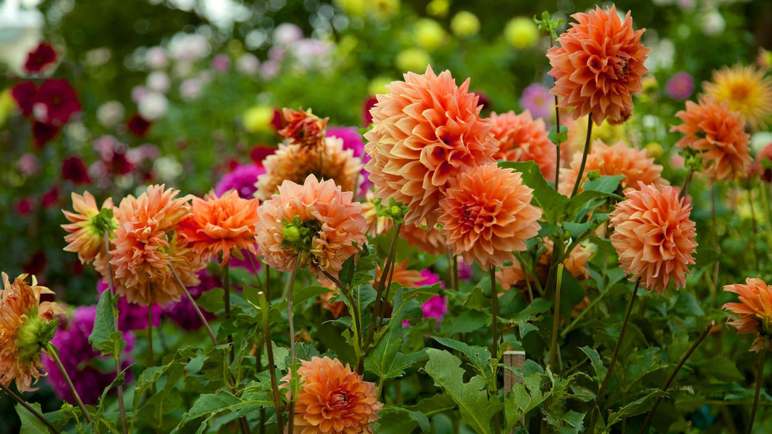 Adelaide Botanic Garden, dahlia display, peach dahlia blooms, 2K Desktop Wallpaper