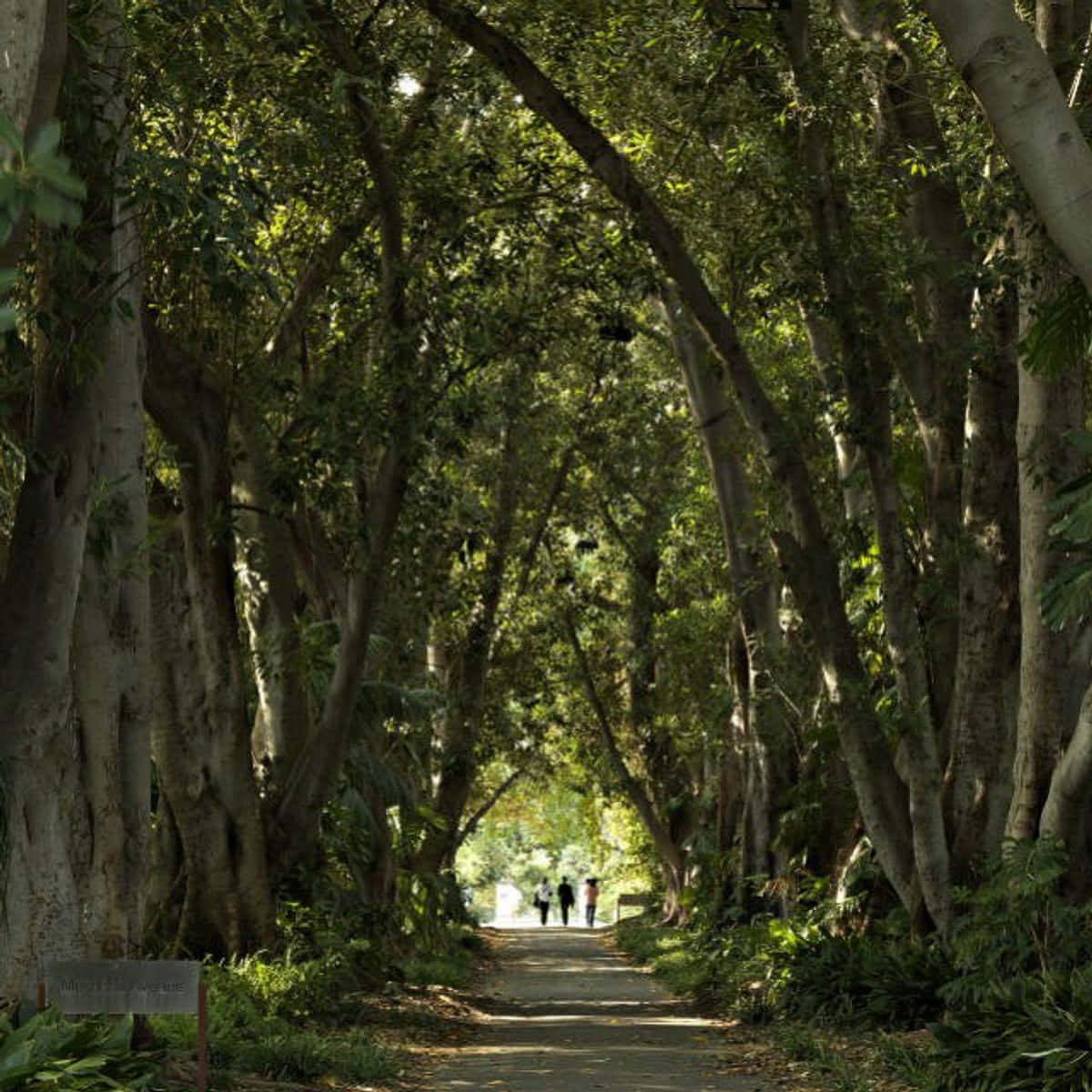 Adelaide Botanic Garden, tree archway, sun-dappled, SD Desktop Wallpaper