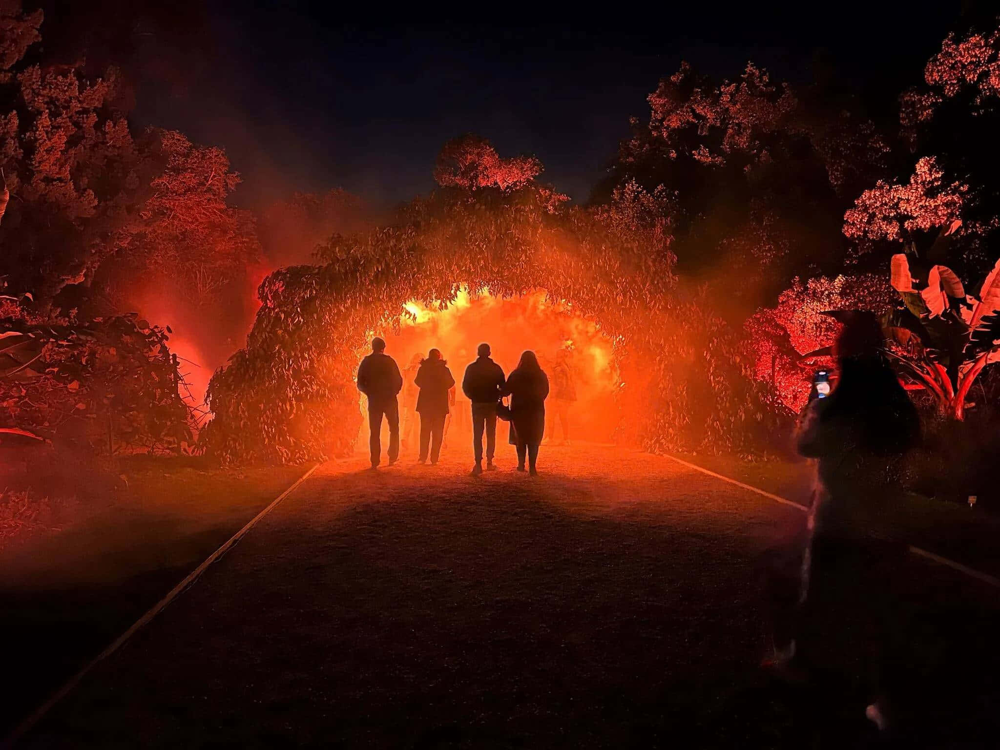 Adelaide Botanic Garden, silhouetted figures, path, Full HD Desktop Wallpaper