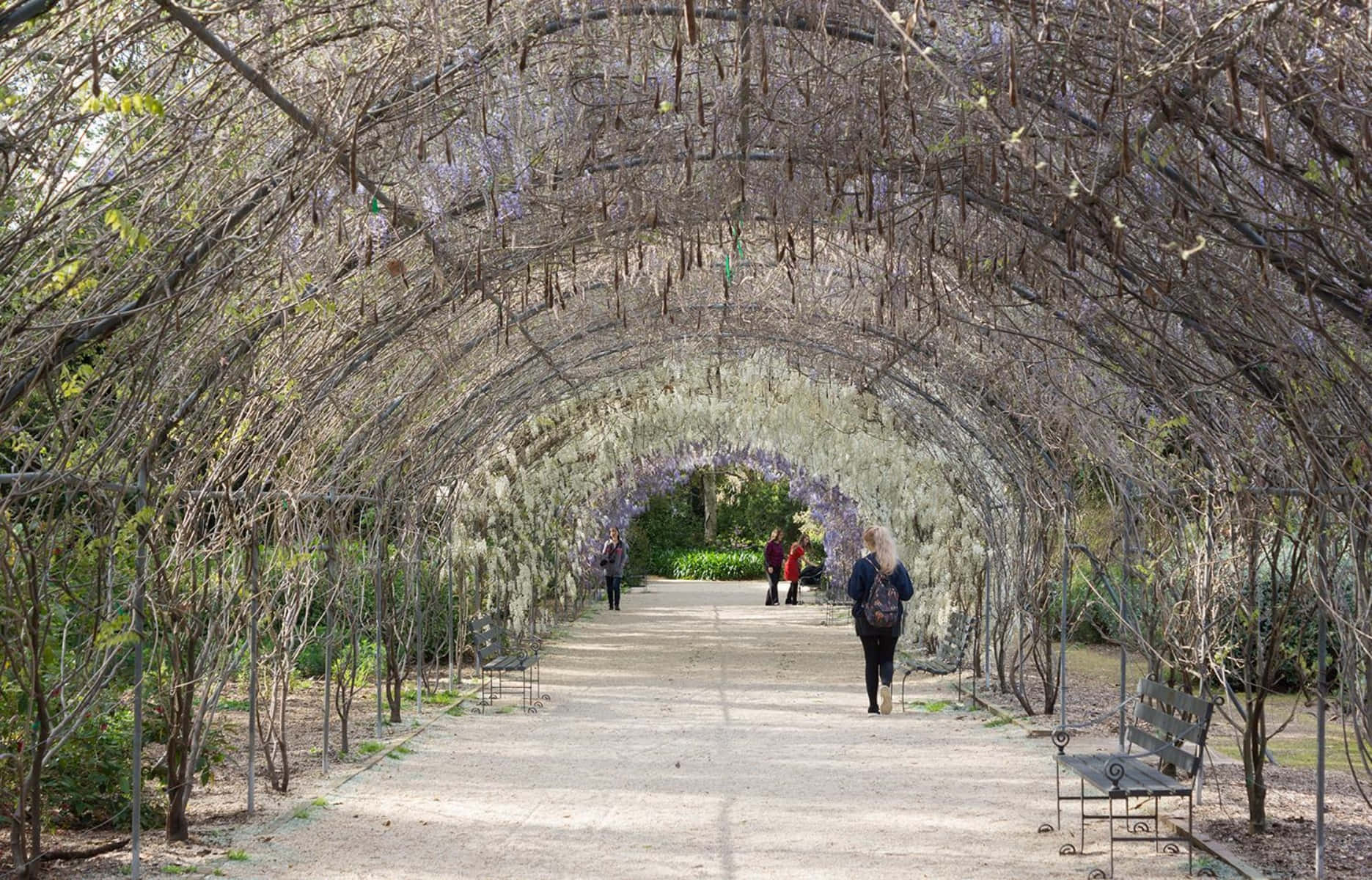 Adelaide Botanic Garden, wisteria arbor, cascading purple wisteria blooms, HD Desktop Wallpaper