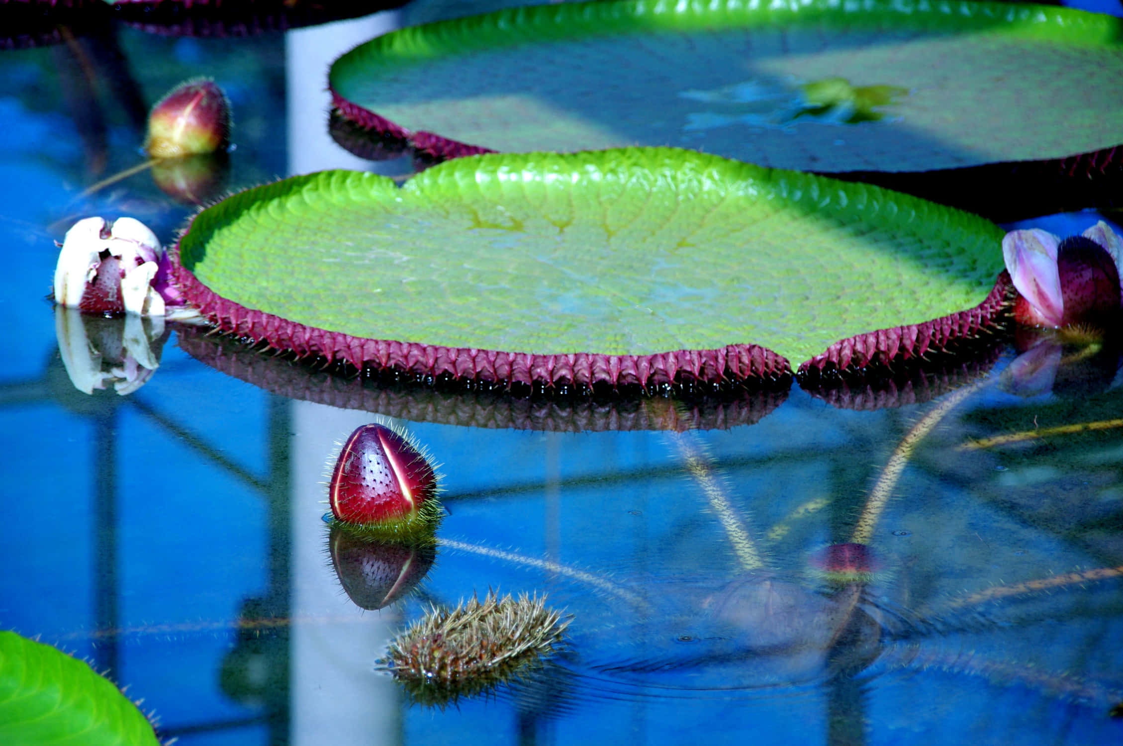 Giant Victoria water lily pads, deep purple edges, vivid blue water, Full HD Desktop Wallpaper