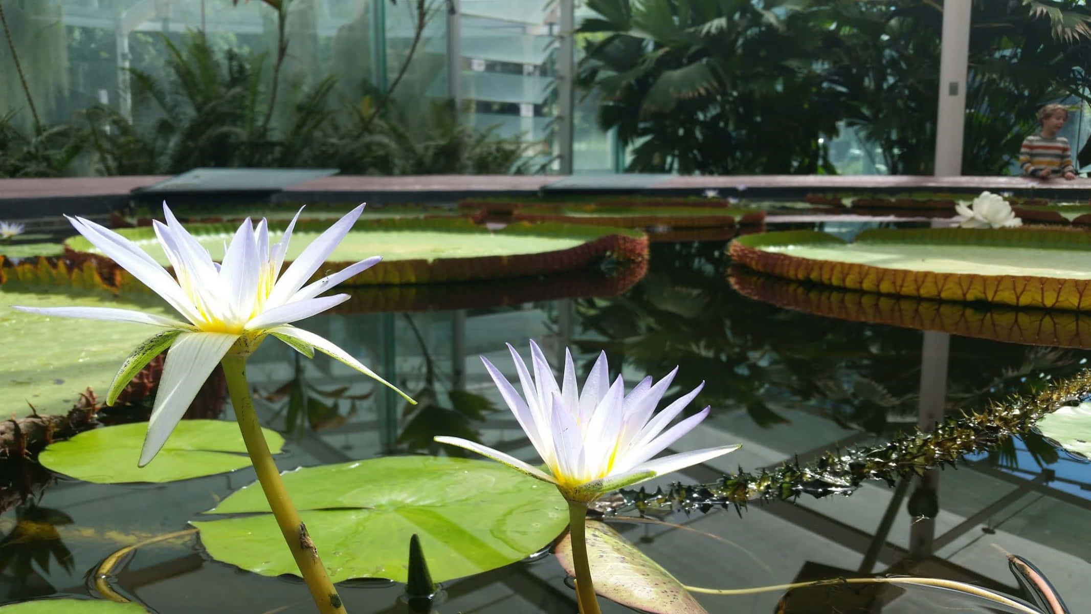 Adelaide Botanic Garden, water lilies, pond, Full HD Desktop Wallpaper