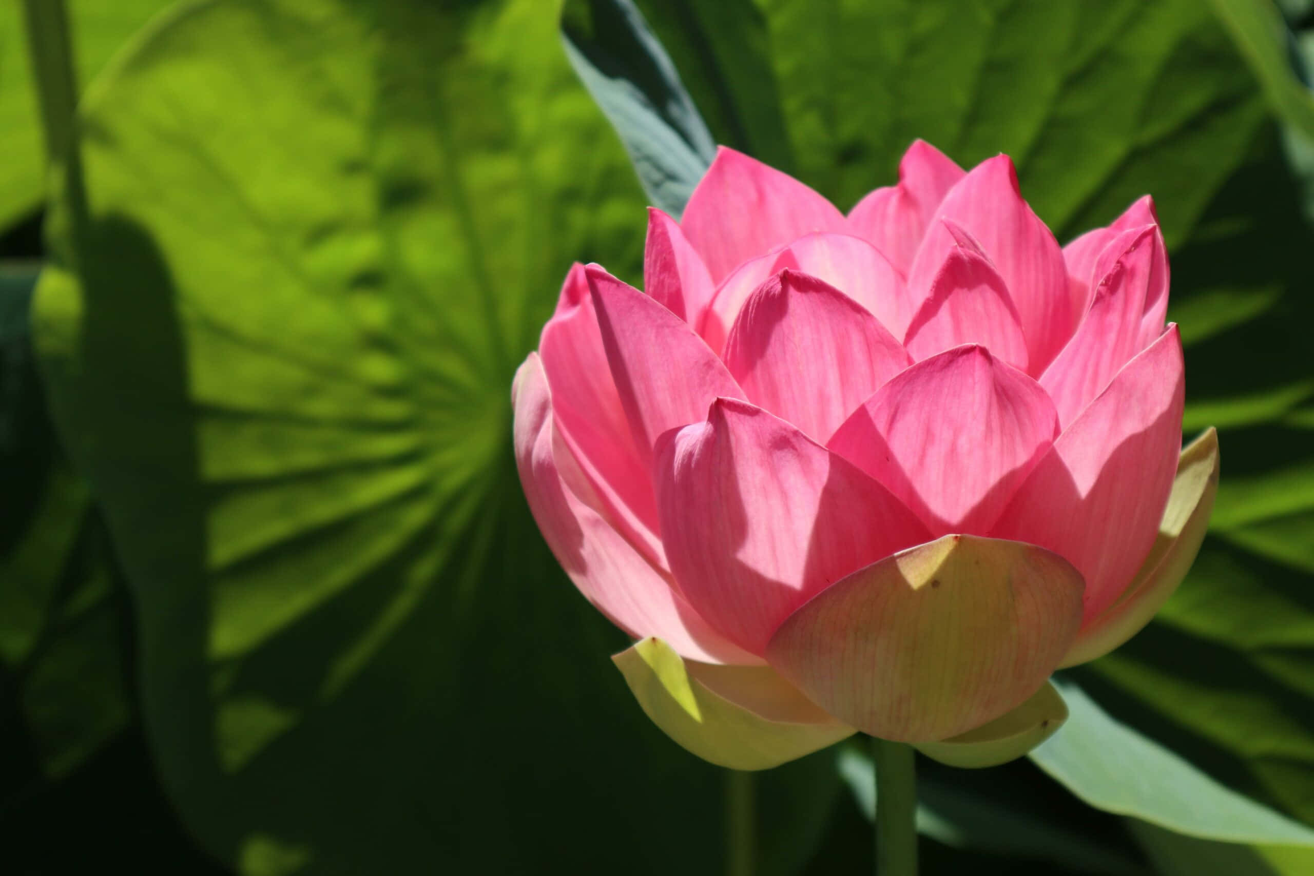 pink lotus, Adelaide Botanic Garden, lush green leaves, 2K Desktop Wallpaper