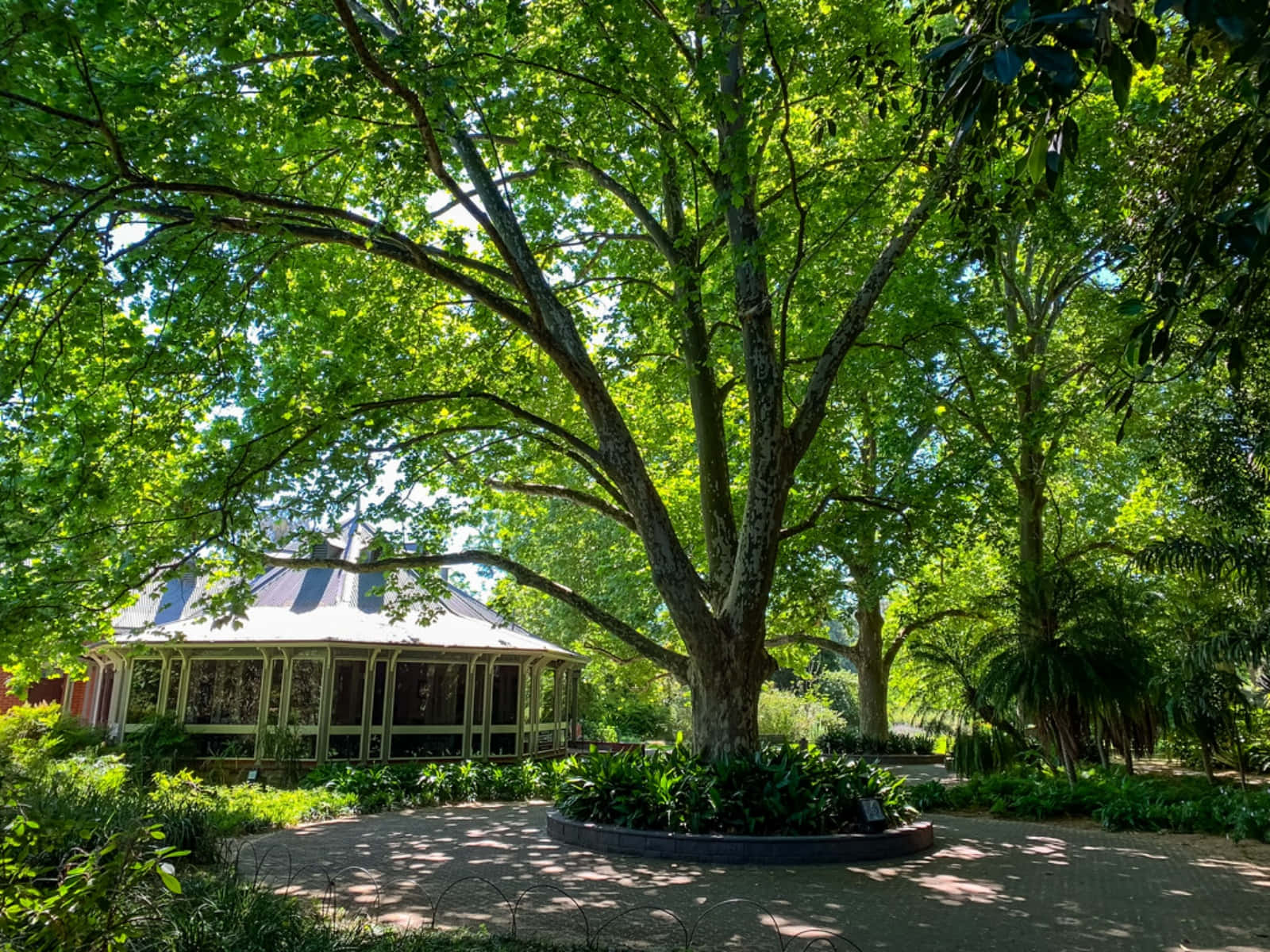 Adelaide Botanic Garden, pavilion, tree, HD Desktop Wallpaper