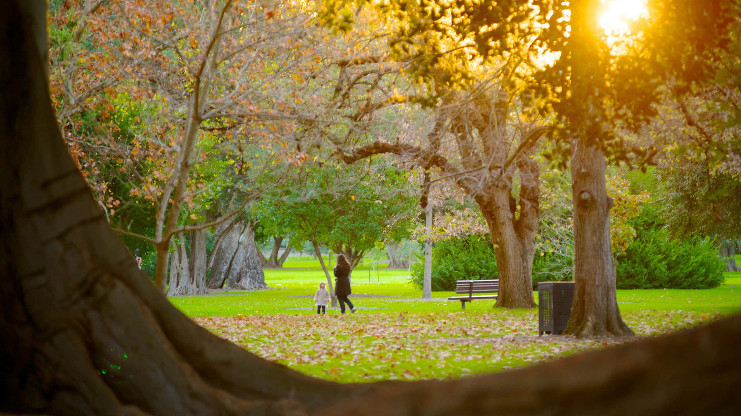 Adelaide Botanic Garden, sunset, golden leaves, 2K Desktop Wallpaper