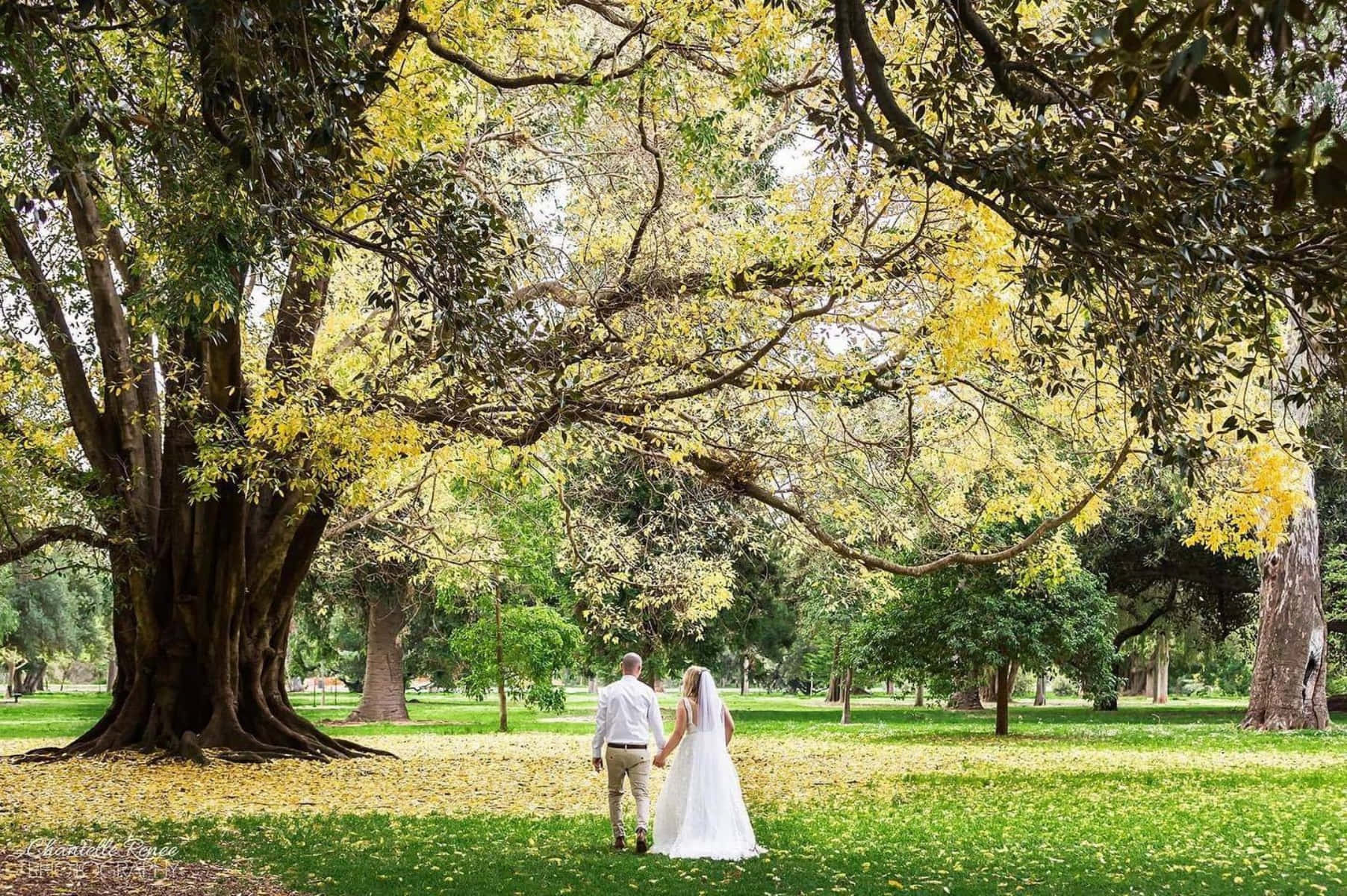 Adelaide Botanic Garden, bride, groom, HD Desktop Wallpaper