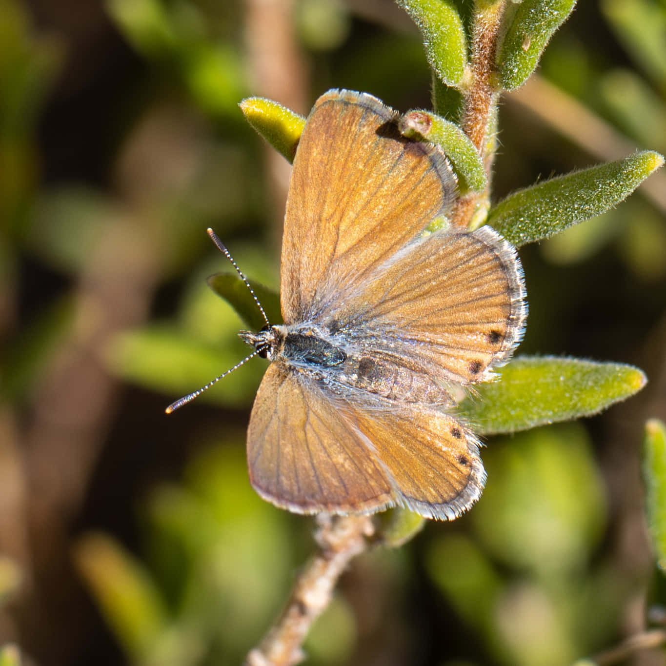 brown butterfly, blue-tinted wings, fuzzy green leaf, HD Desktop Wallpaper