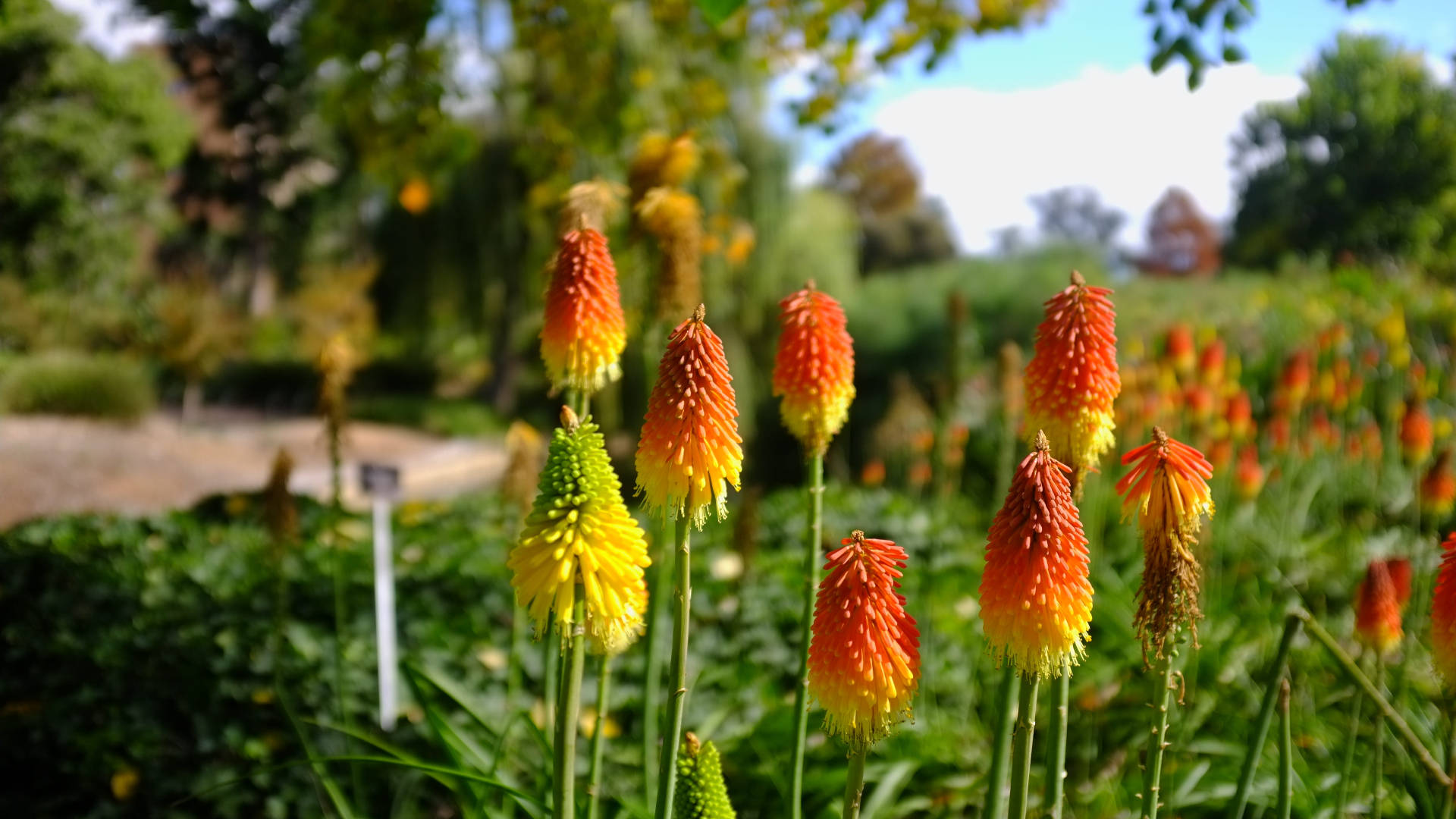 Adelaide, red hot poker flower, torch lilies, Full HD Desktop Wallpaper