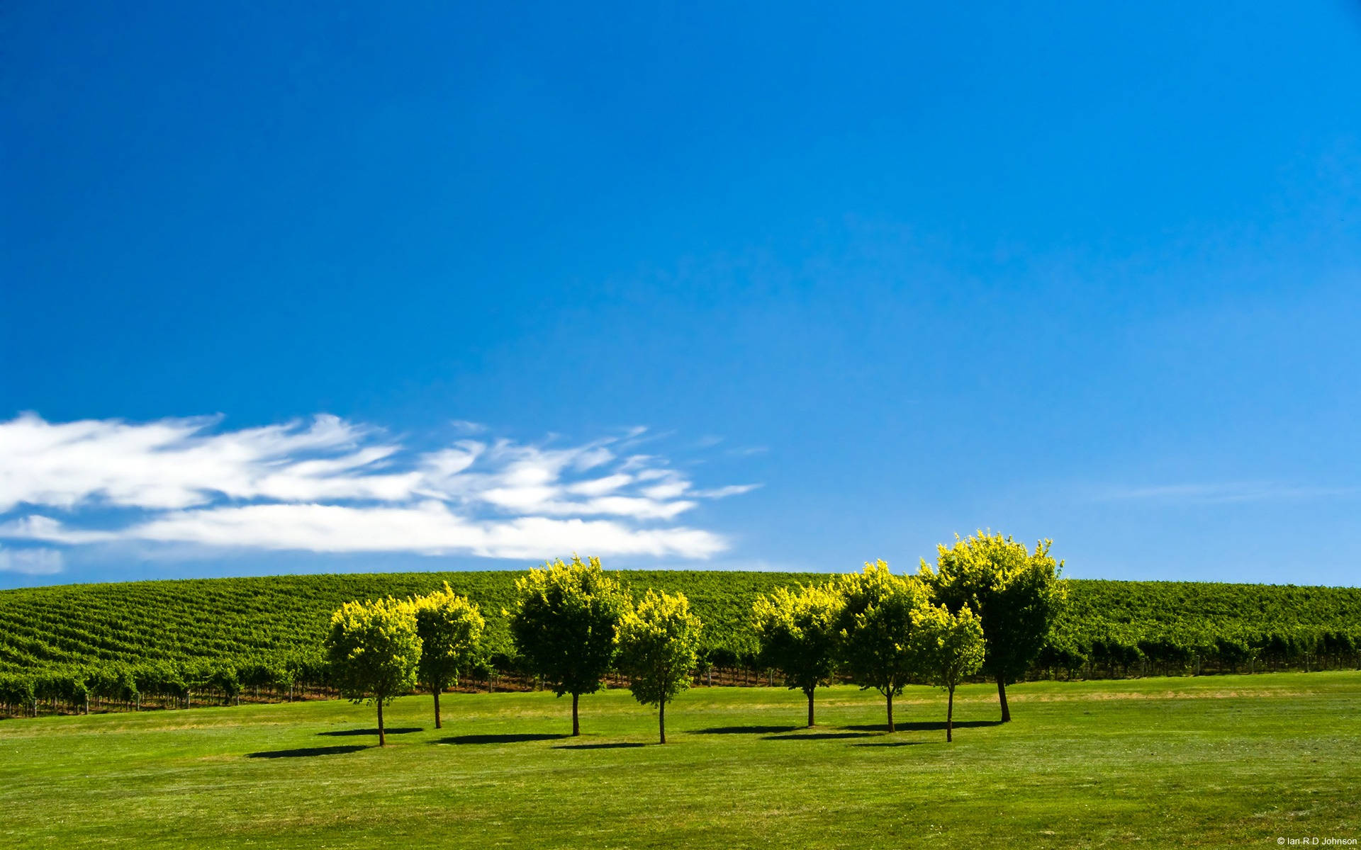 Adelaide, lush green vineyard, vibrant yellow-leaved trees, Full HD Desktop Wallpaper