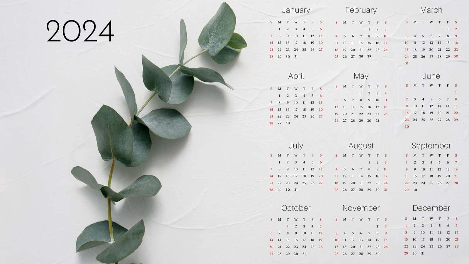 2024, eucalyptus branches, textured white background, HD Desktop Wallpaper
