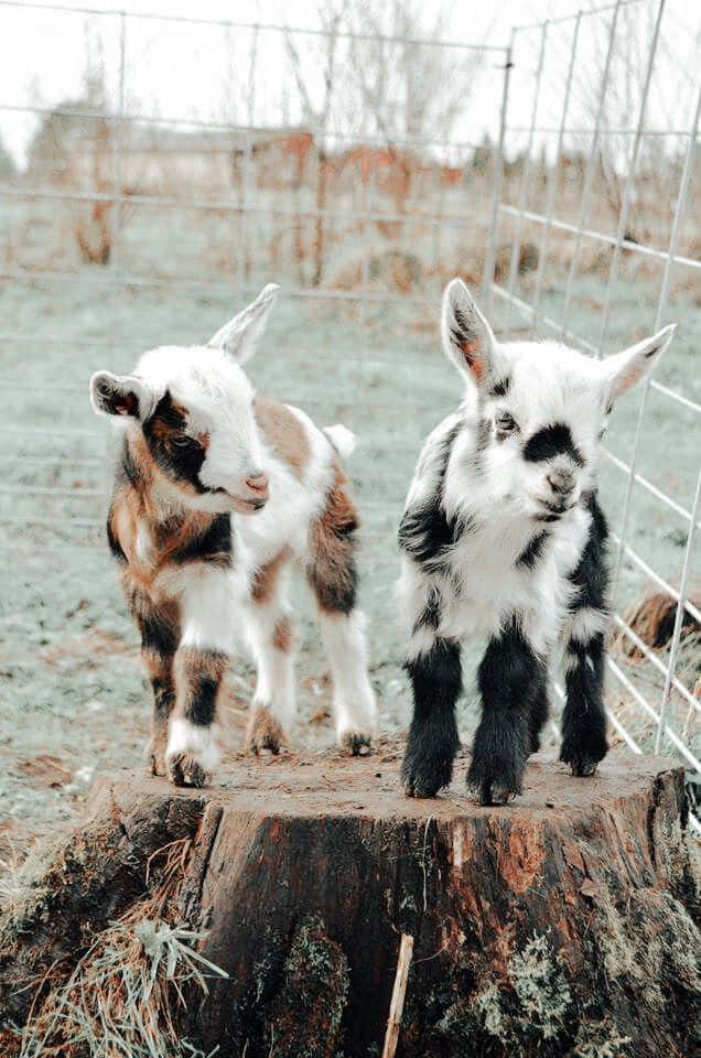 aesthetic animals, goats, spotted coats, SD Phone Wallpaper
