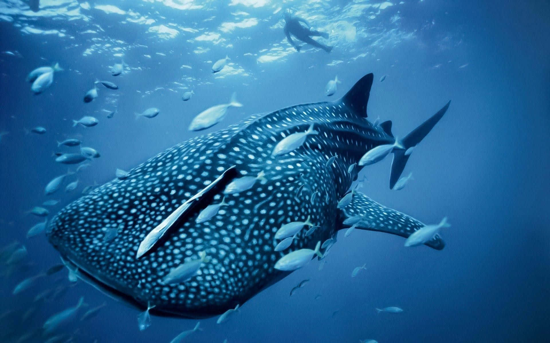whale shark, deep blue ocean waters, school of small silver fish, Full HD Desktop Wallpaper
