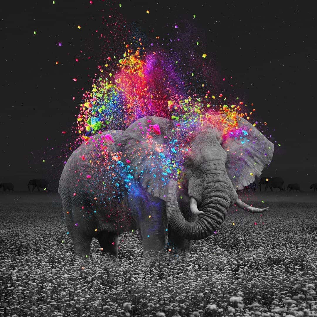 cute elephant, grayscale, color paint, SD Desktop Wallpaper
