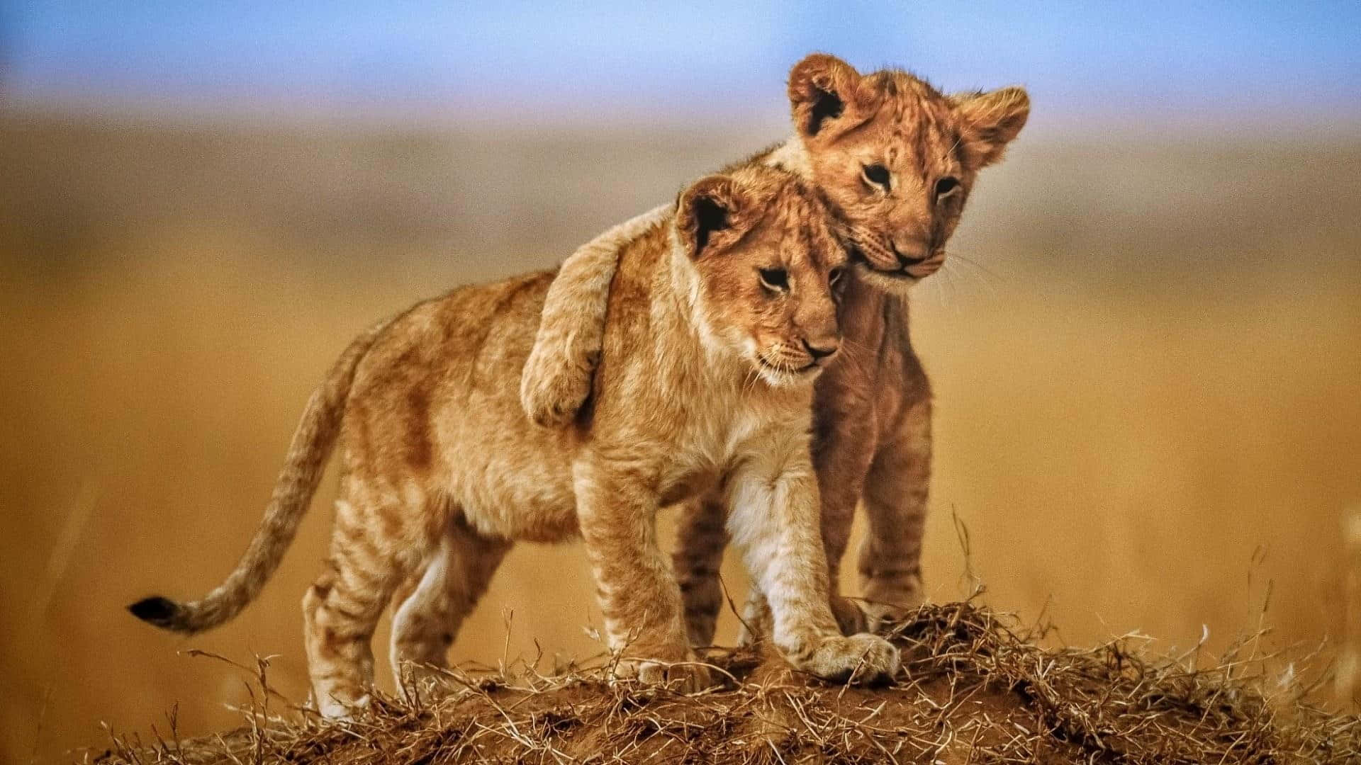 lion cubs, grassy mound, golden savanna, Full HD Desktop Wallpaper