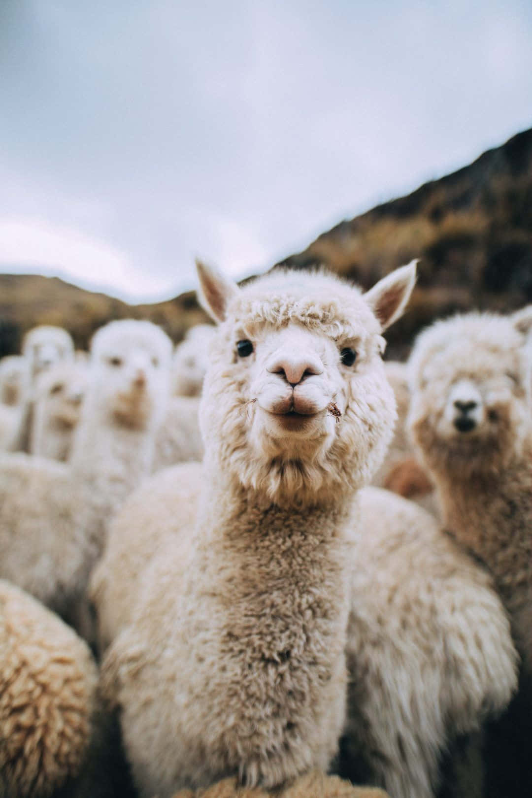 alpaca, fluffy white, twig, HD Phone Wallpaper