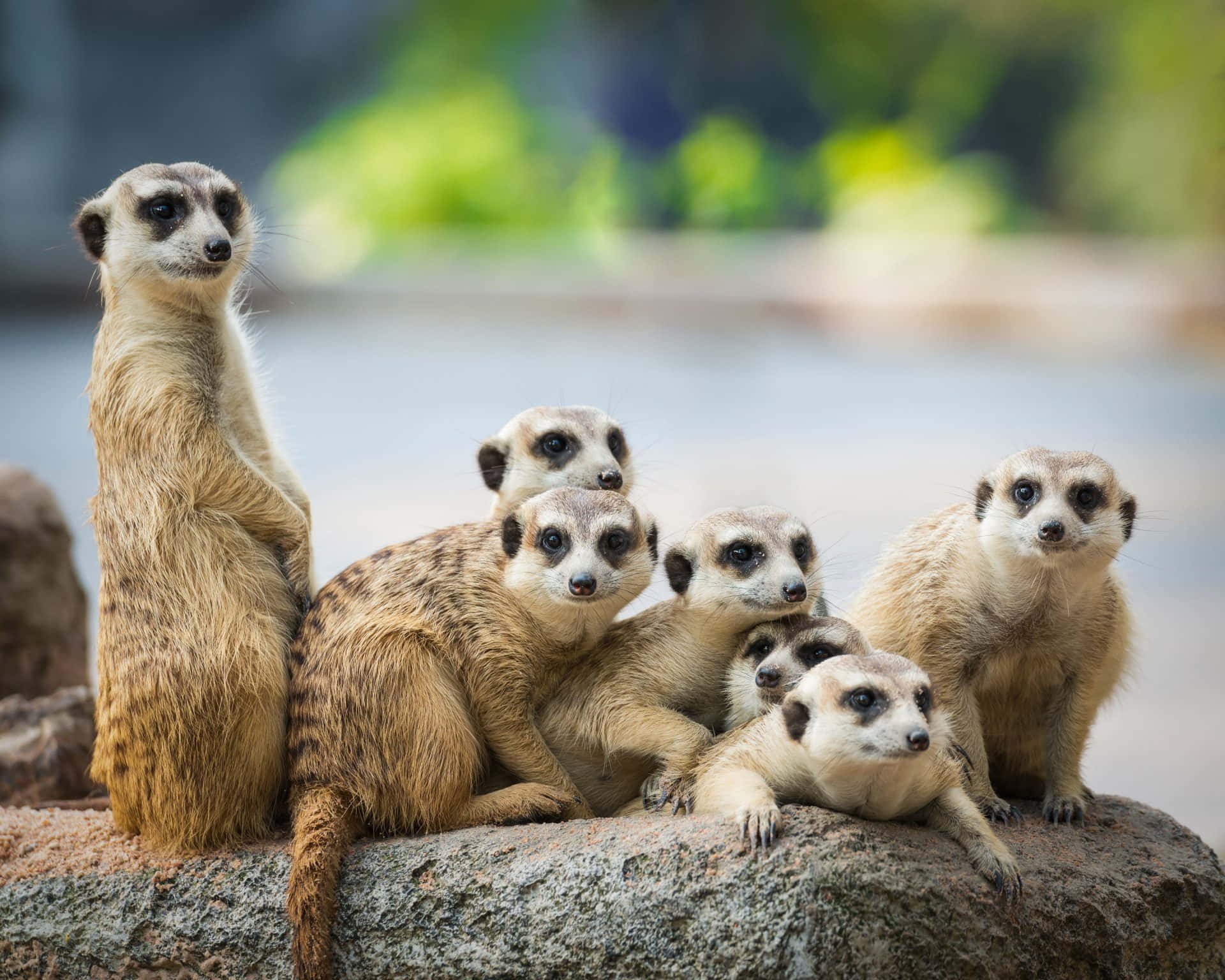 Aesthetic Animals, meerkats, rock, Full HD Desktop Wallpaper