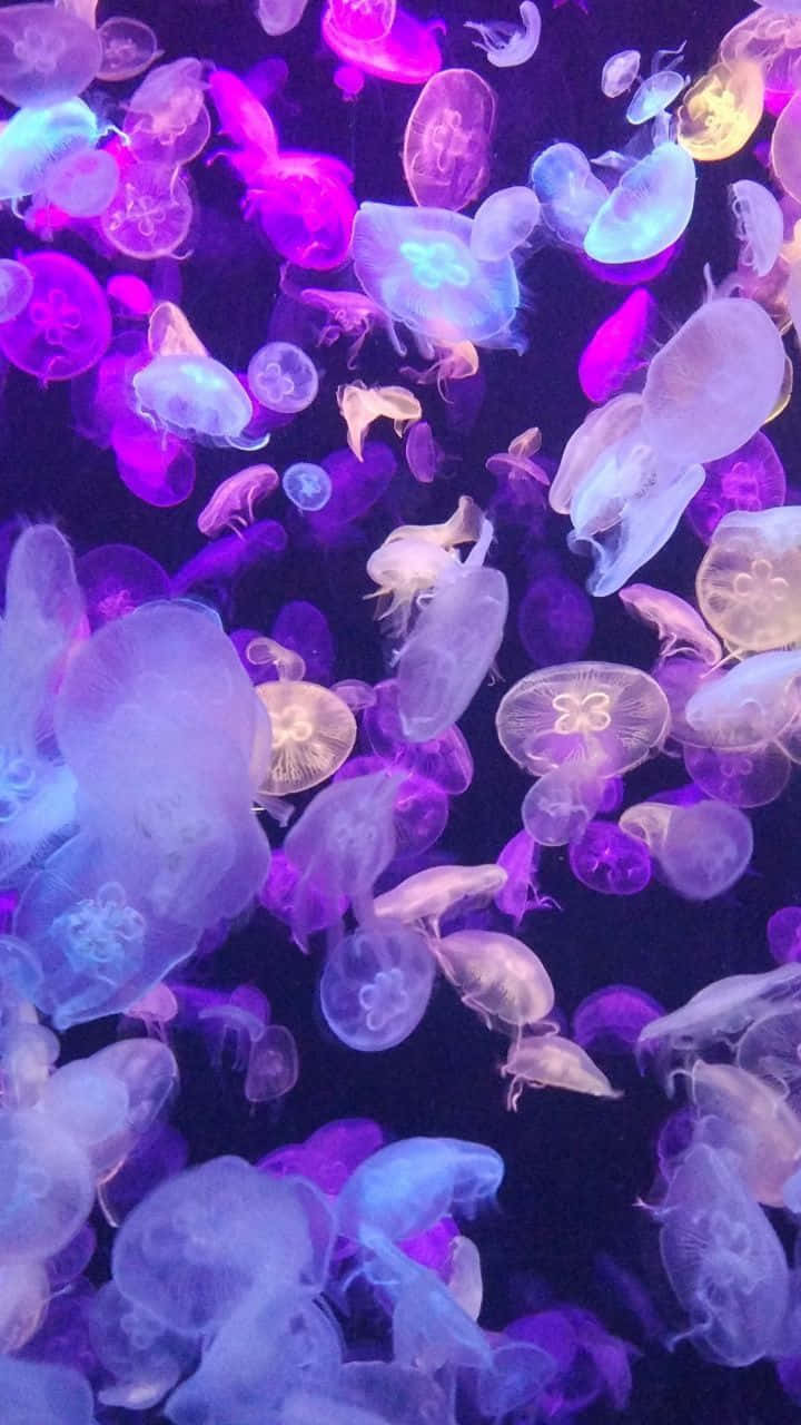 pastel aesthetic, glowing jellyfish, deep purple, HD Phone Wallpaper