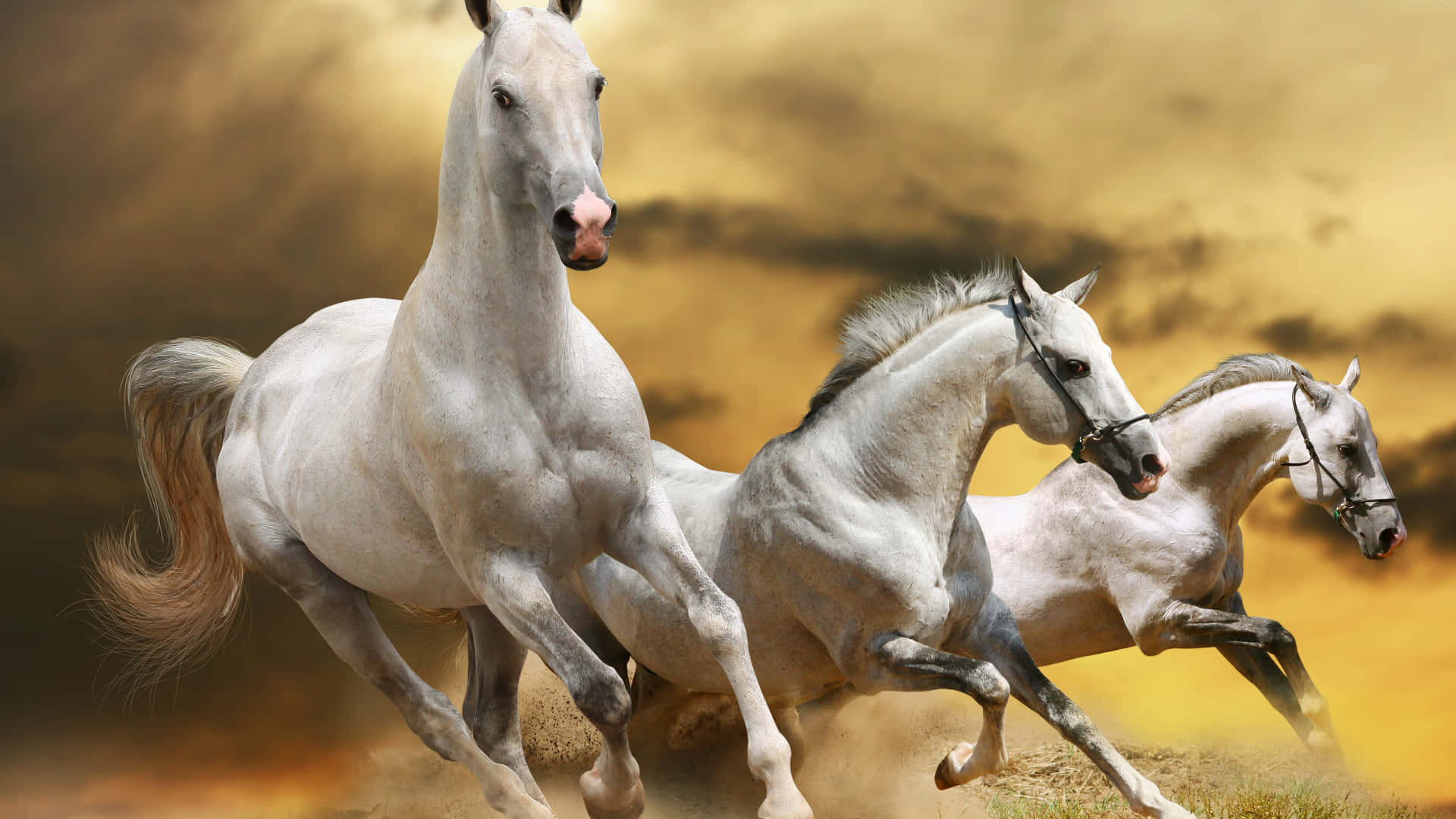 aesthetic animals wallpaper, white horses, golden field, Full HD Desktop Wallpaper