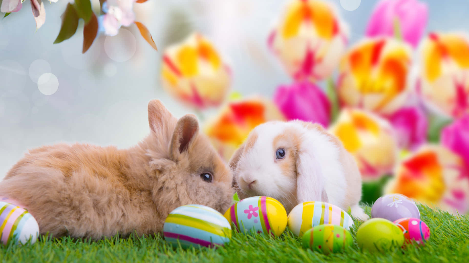Aesthetic Animals, fluffy bunnies, grass, Full HD Desktop Wallpaper