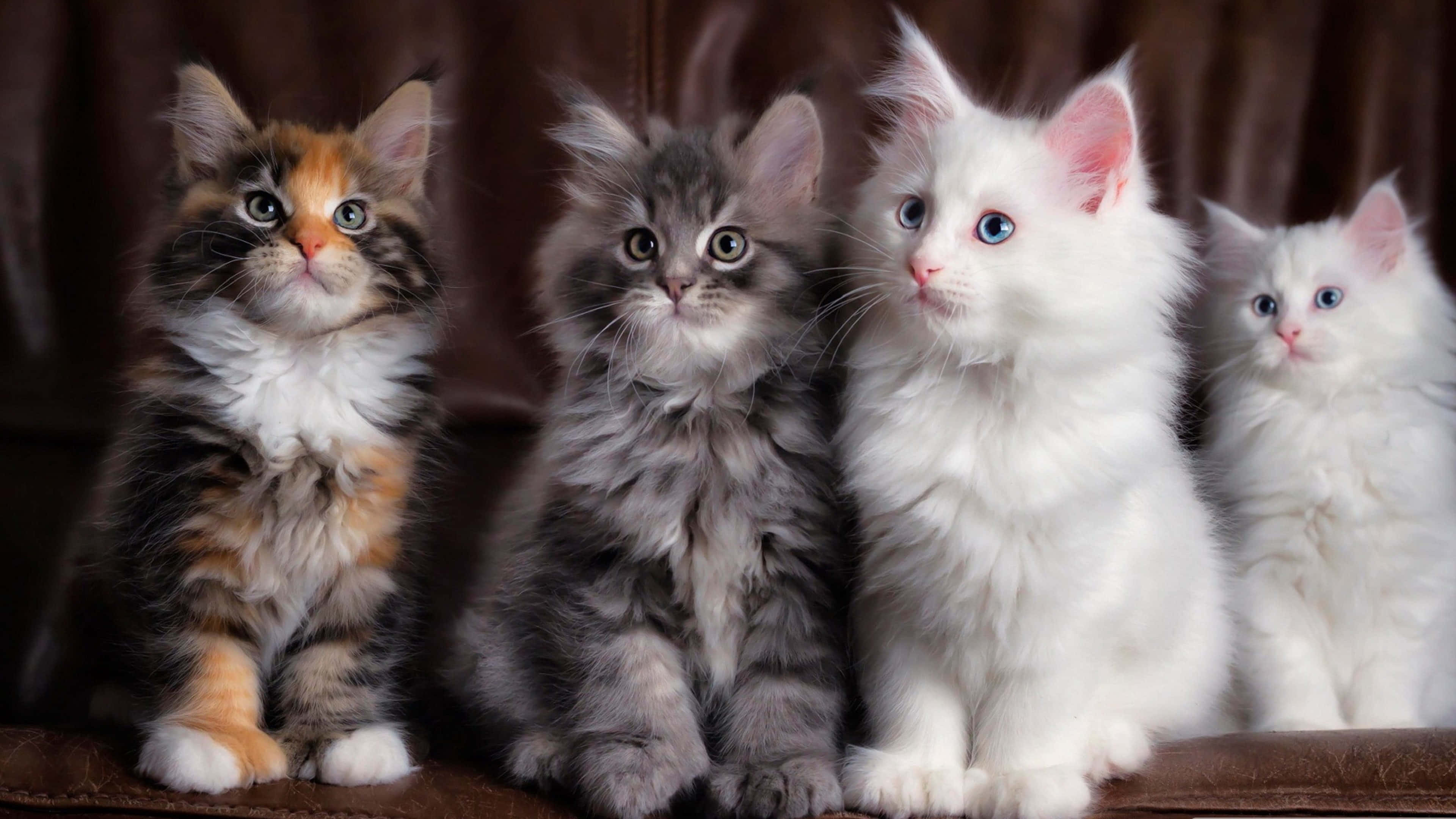 Aesthetic Animals, fluffy kittens, striking eyes, 4K Desktop Wallpaper