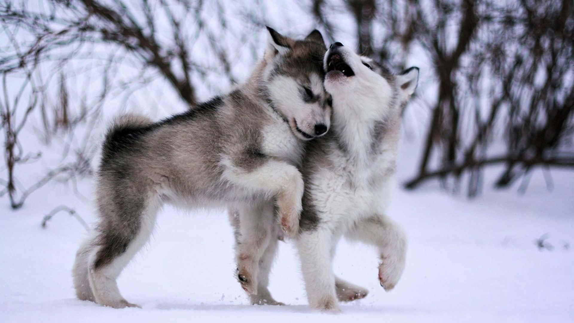 husky puppies, snowy winter forest, bare branches, Full HD Desktop Wallpaper