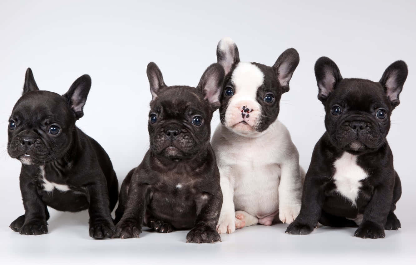 French Bulldog Puppies, big blue eyes, plain white background, HD Desktop Wallpaper