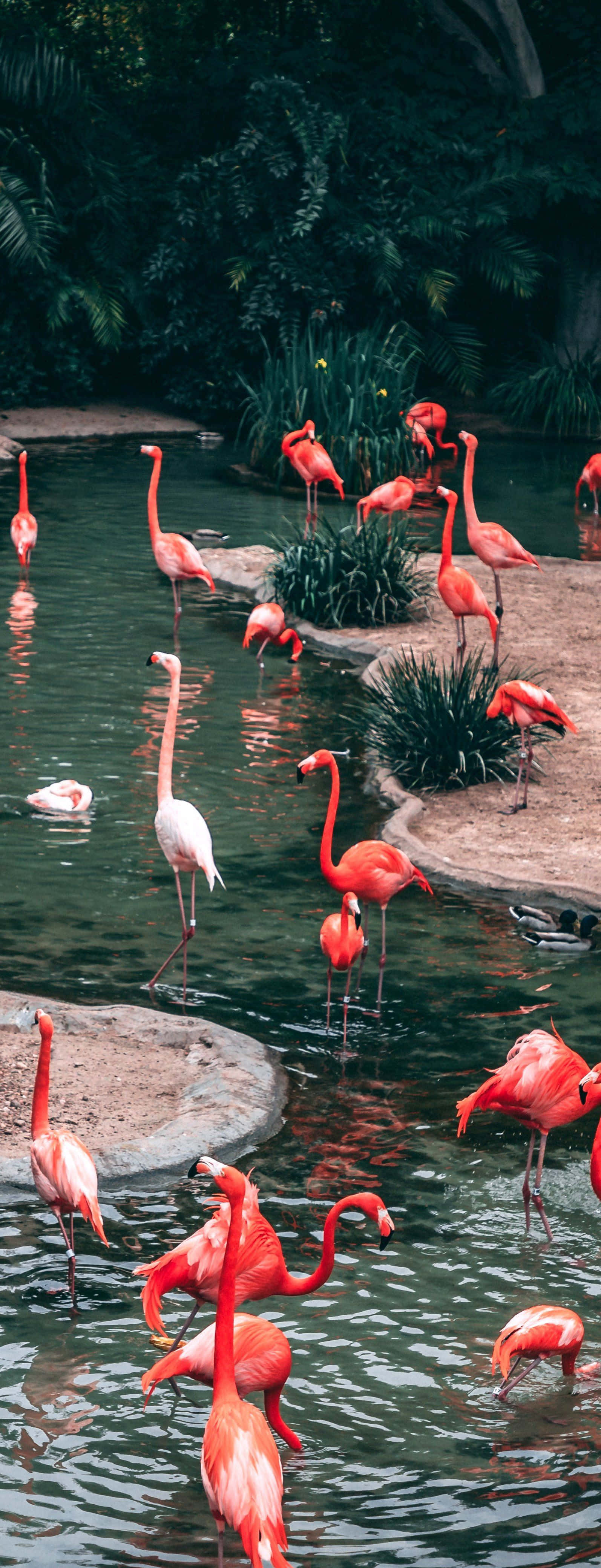 flamingos, tropical lagoon, lush green foliage, 4K Phone Wallpaper