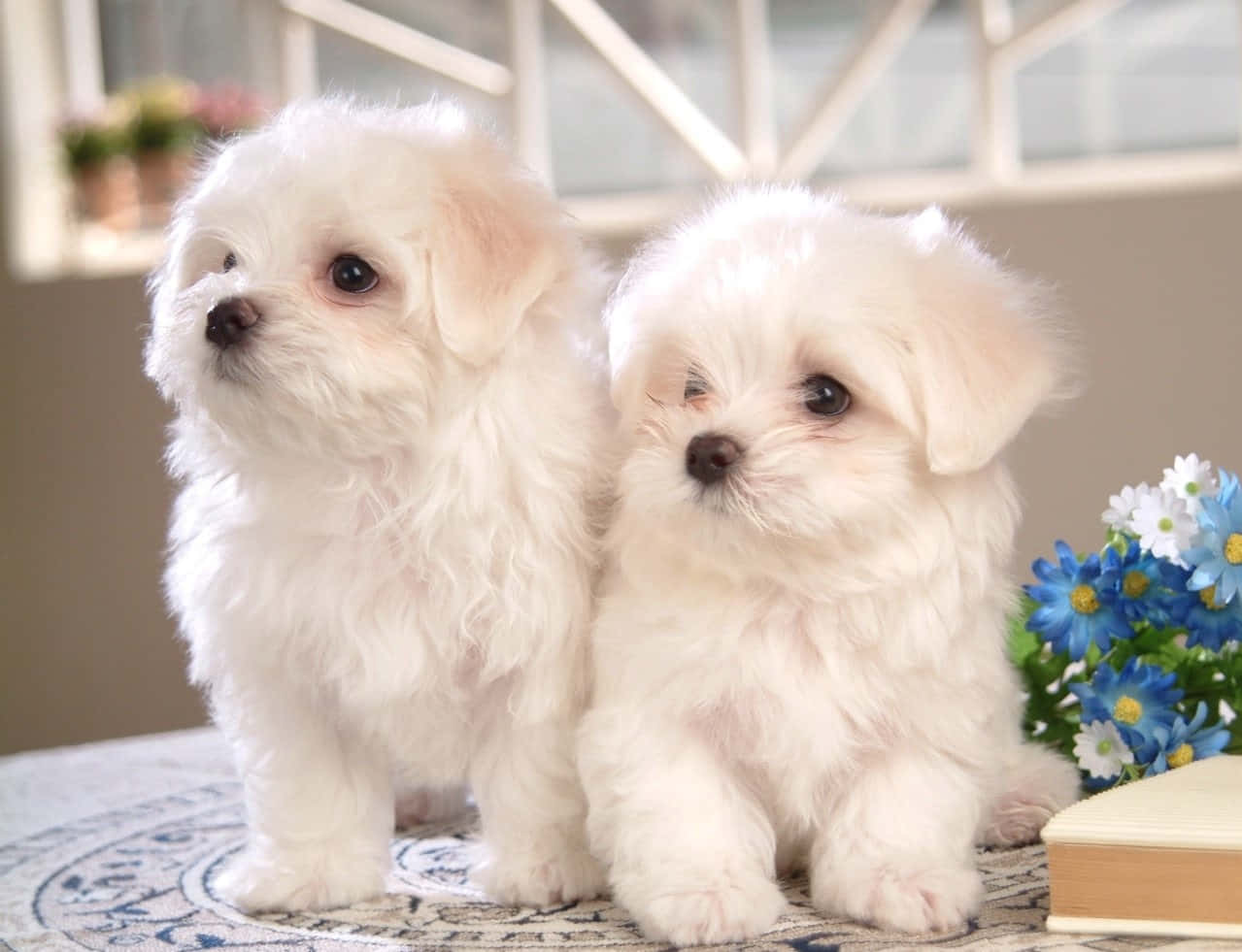 Aesthetic Animals, fluffy white puppies, patterned cloth, SD Desktop Wallpaper