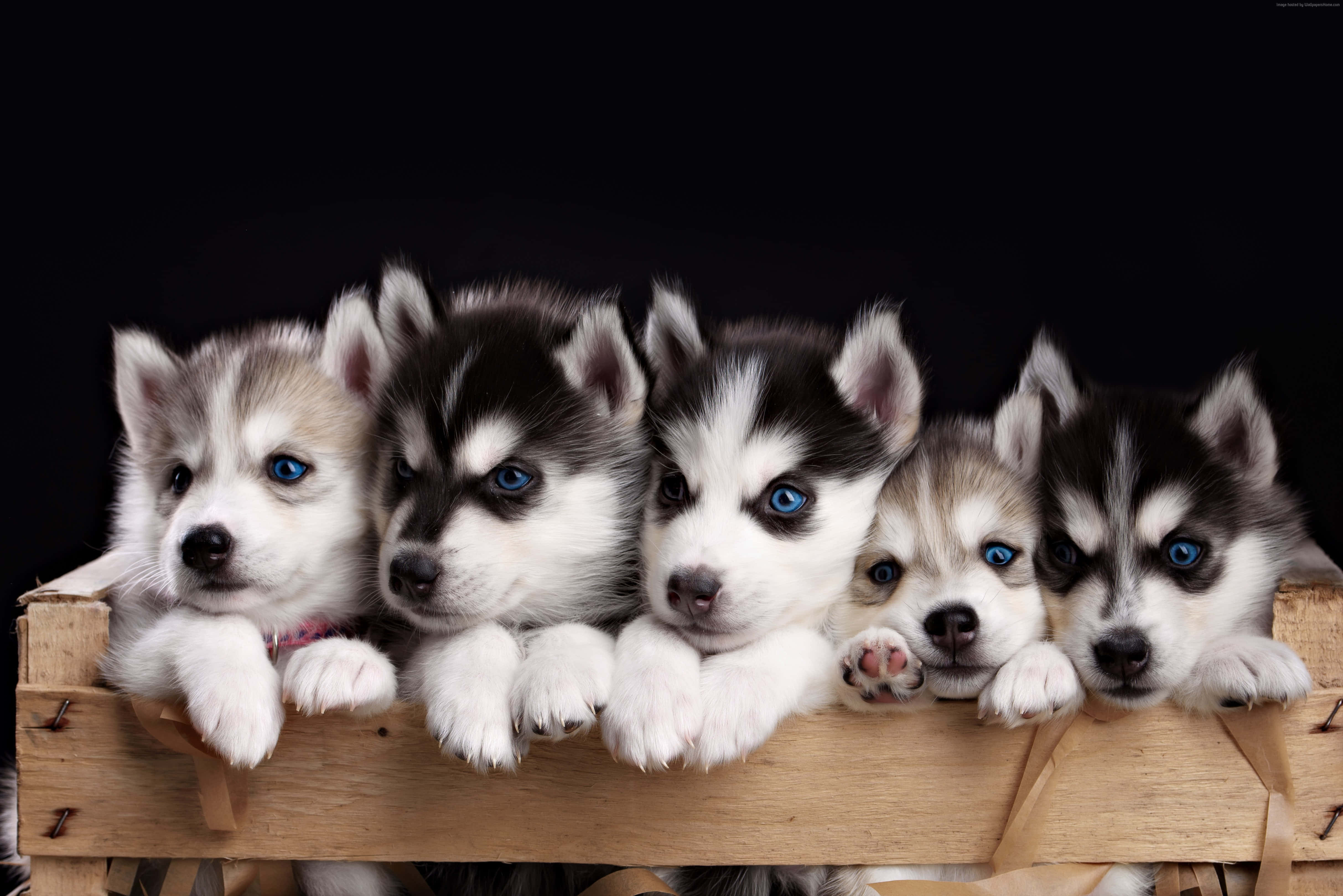 husky puppies, blue eyes, wooden crate, 4K Desktop Wallpaper
