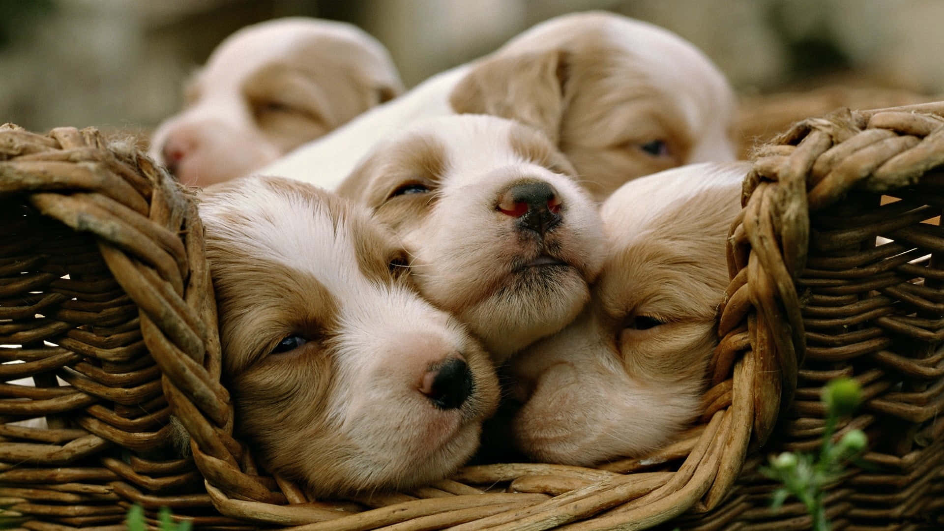 puppies, soft brown and white fur, rustic woven basket, Full HD Desktop Wallpaper