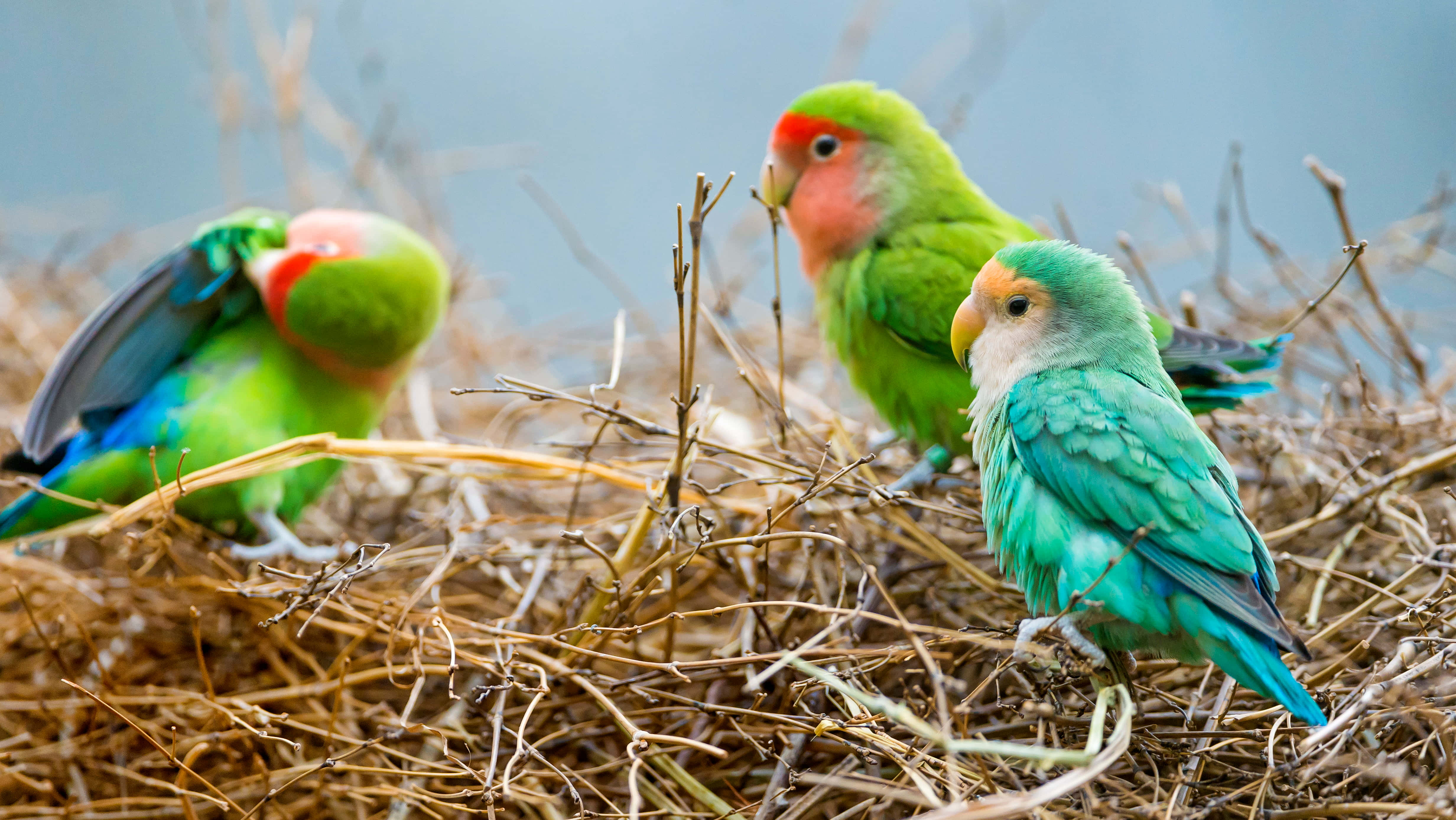 lovebirds, pink faces, dry twigs, 4K Desktop Wallpaper