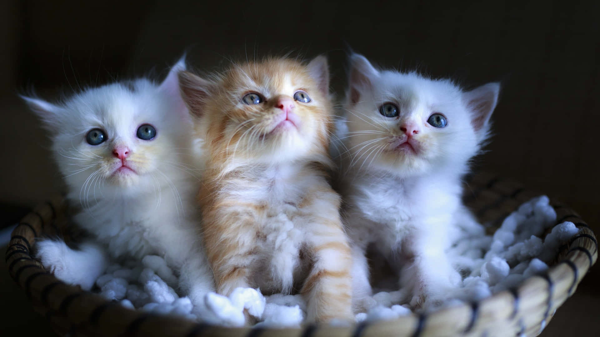 aesthetic animals, fluffy kittens, wide blue eyes, Full HD Desktop Wallpaper