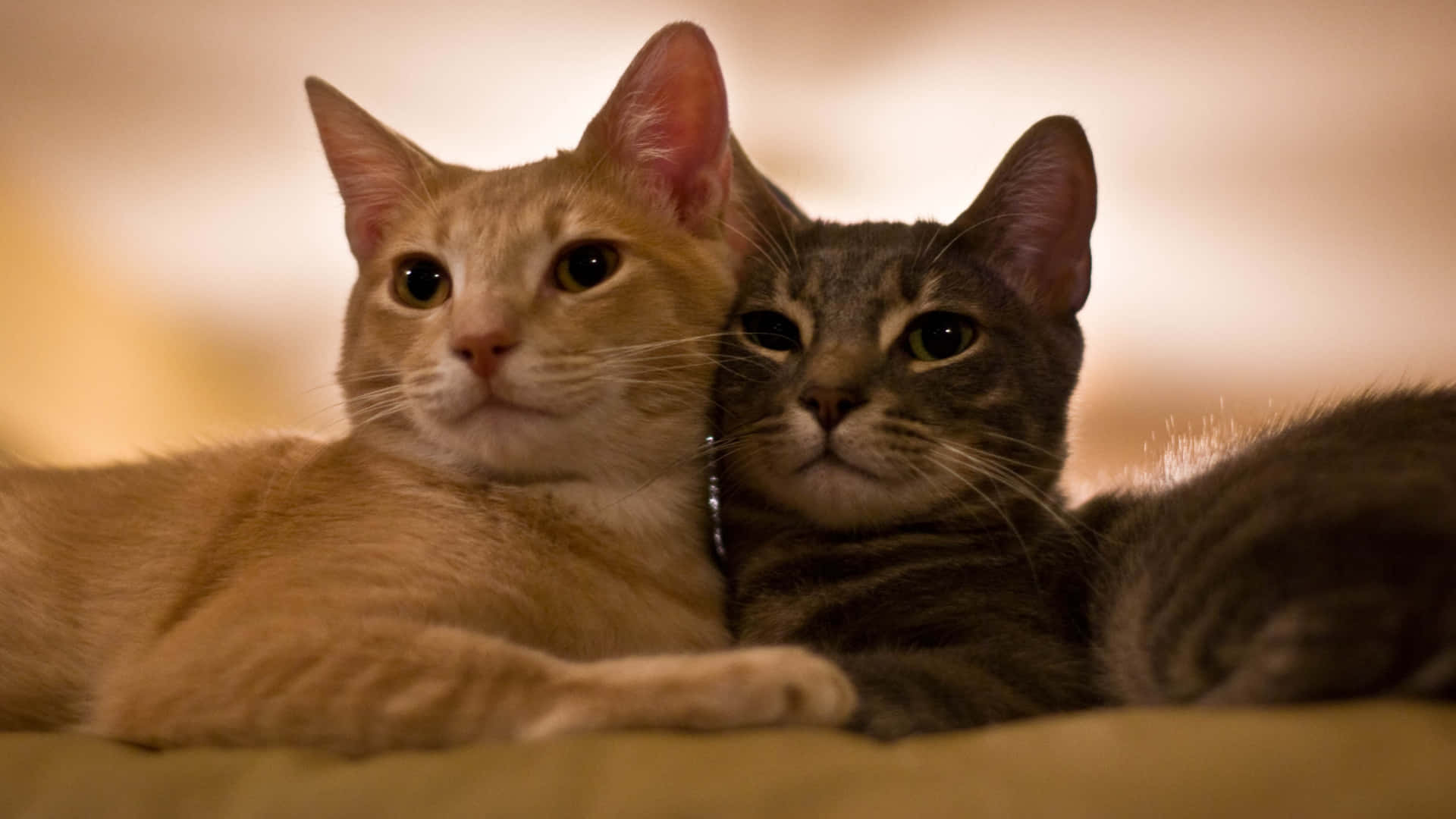 Aesthetic Animals, ginger cat, tabby cat, Full HD Desktop Wallpaper