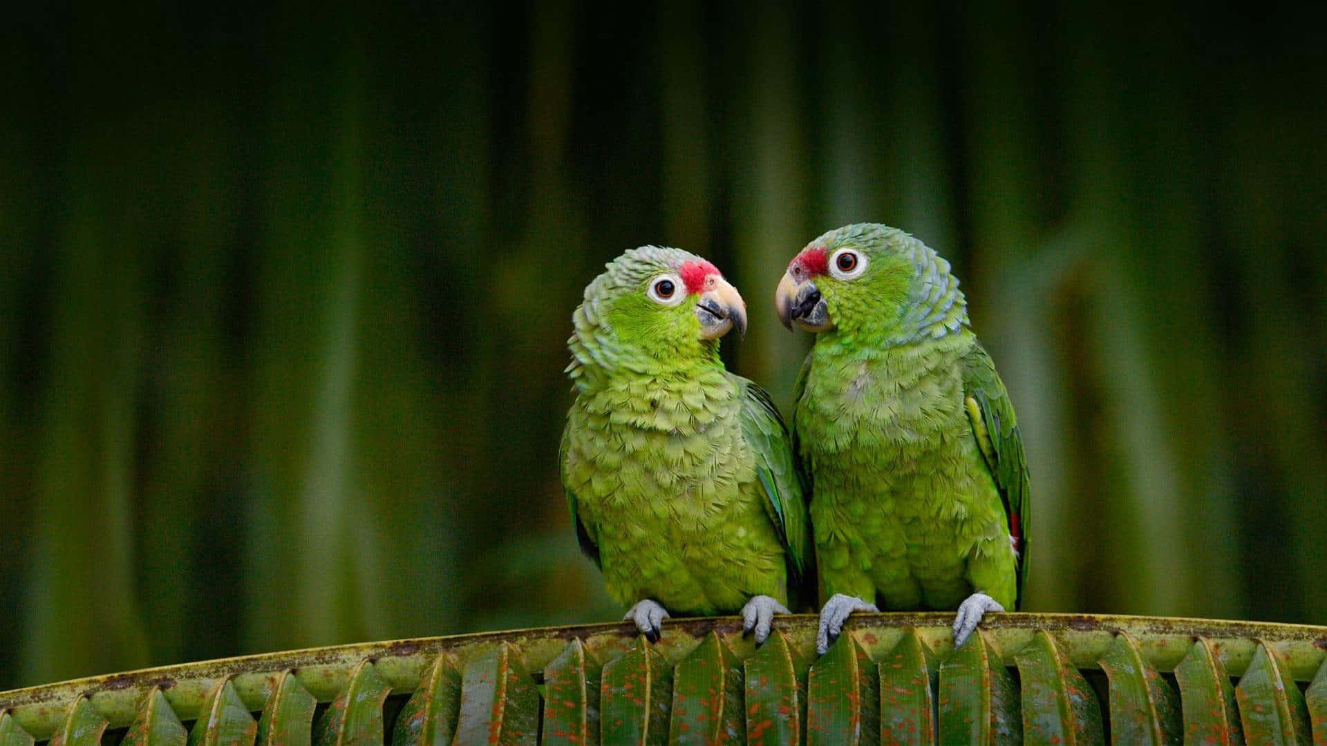 Aesthetic Animal Wildlife, vibrant green parrots, red foreheads, Full HD Desktop Wallpaper