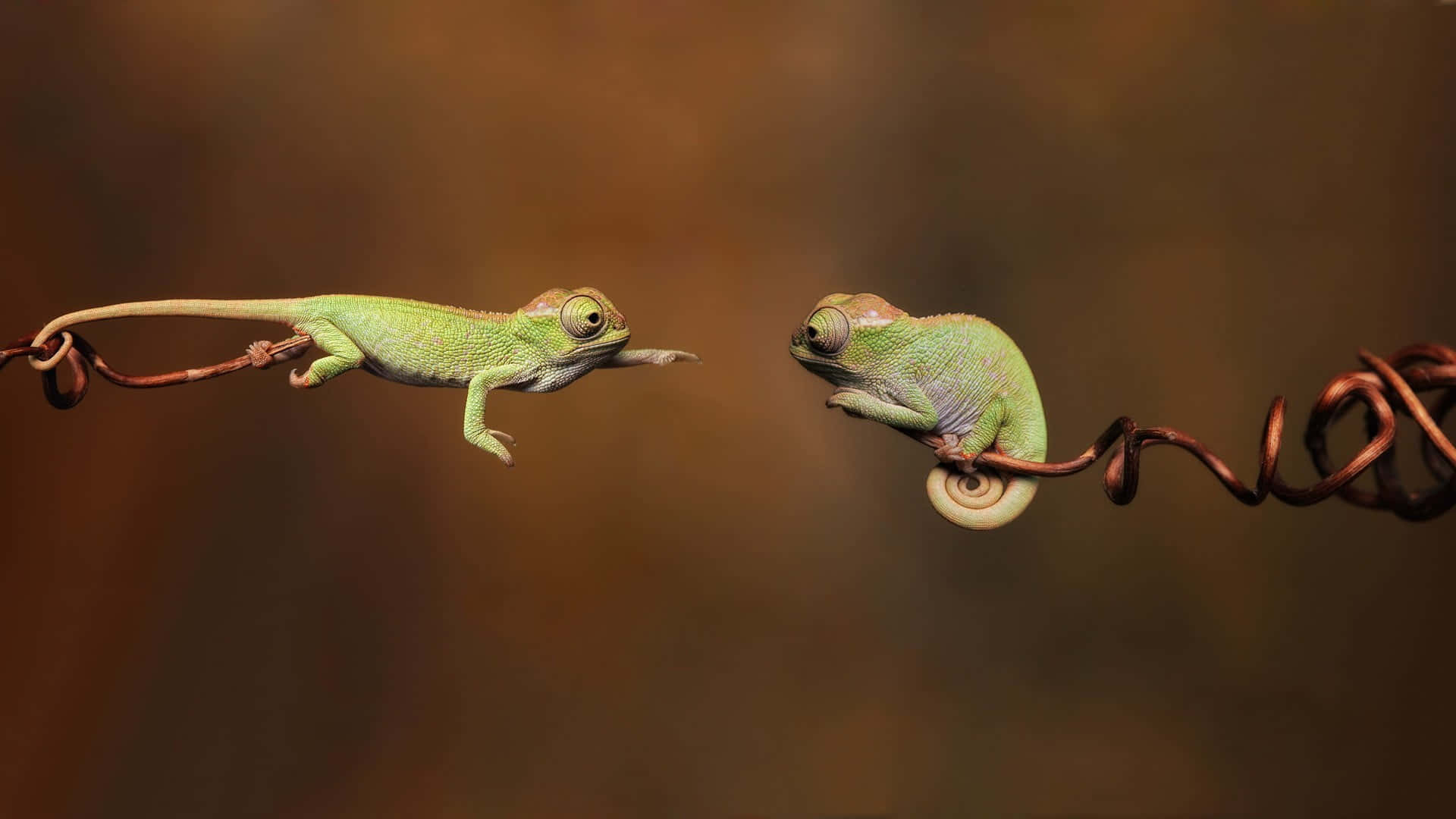 Aesthetic Animals, vibrant green chameleons, twisting copper vines, Full HD Desktop Wallpaper