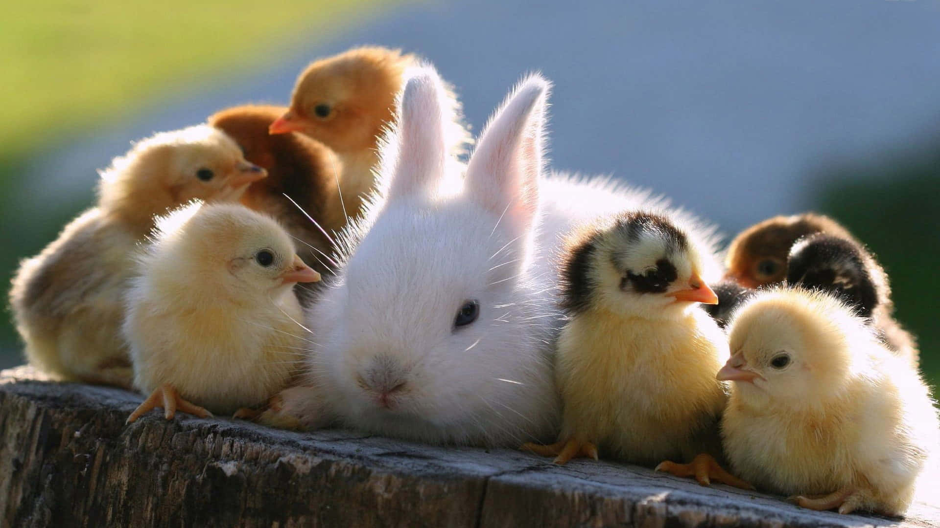 aesthetic animals, fluffy white rabbit, curious yellow chicks, Full HD Desktop Wallpaper