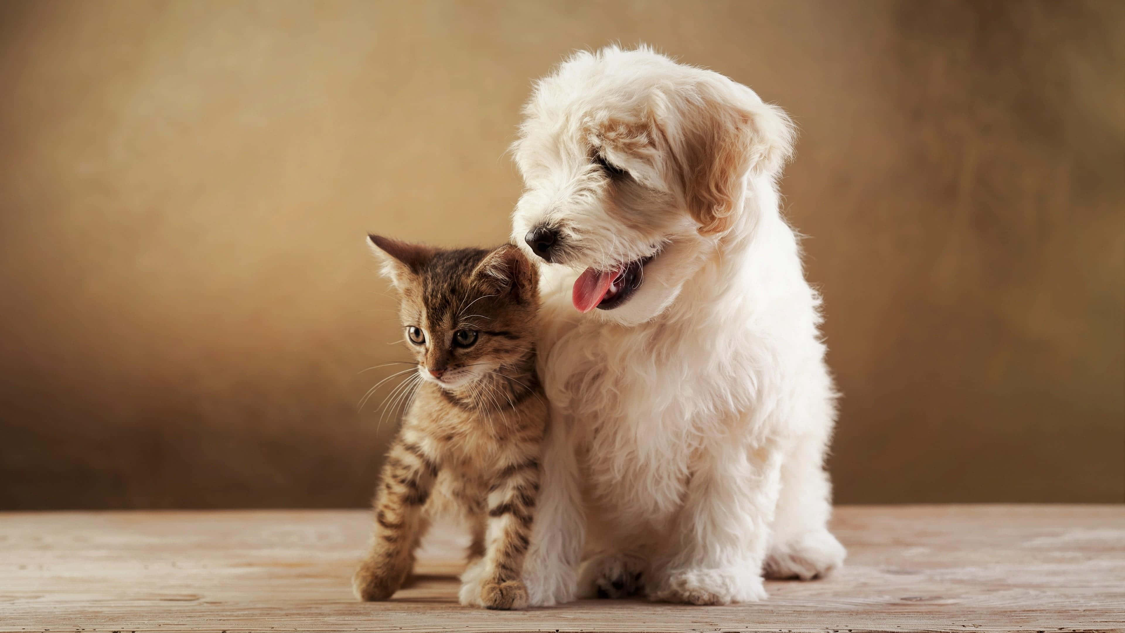 aesthetic animals wallpaper, fluffy white puppy, small tabby kitten, 4K Desktop Wallpaper