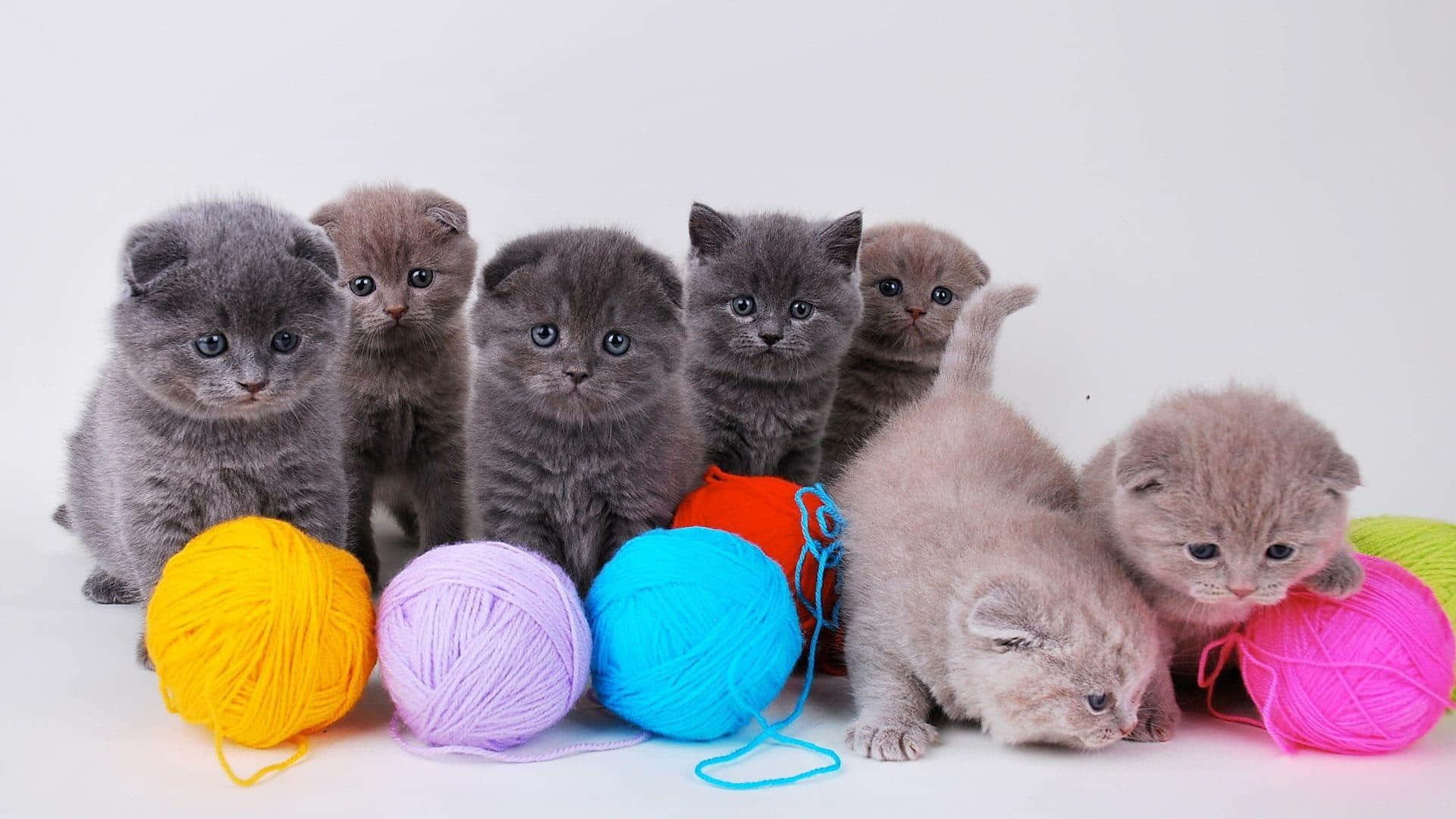 Scottish Fold kittens, fluffy, wide eyes, Full HD Desktop Wallpaper
