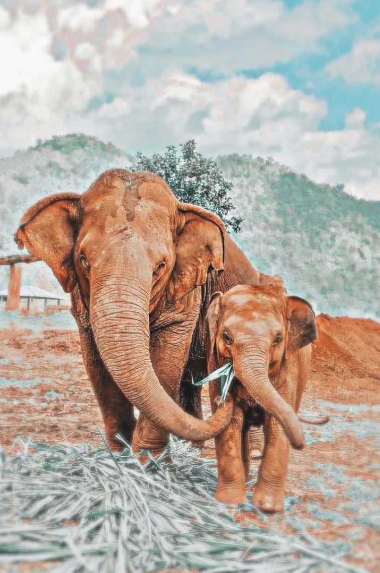 Aesthetic Animals, mother elephant, calf, SD Phone Wallpaper