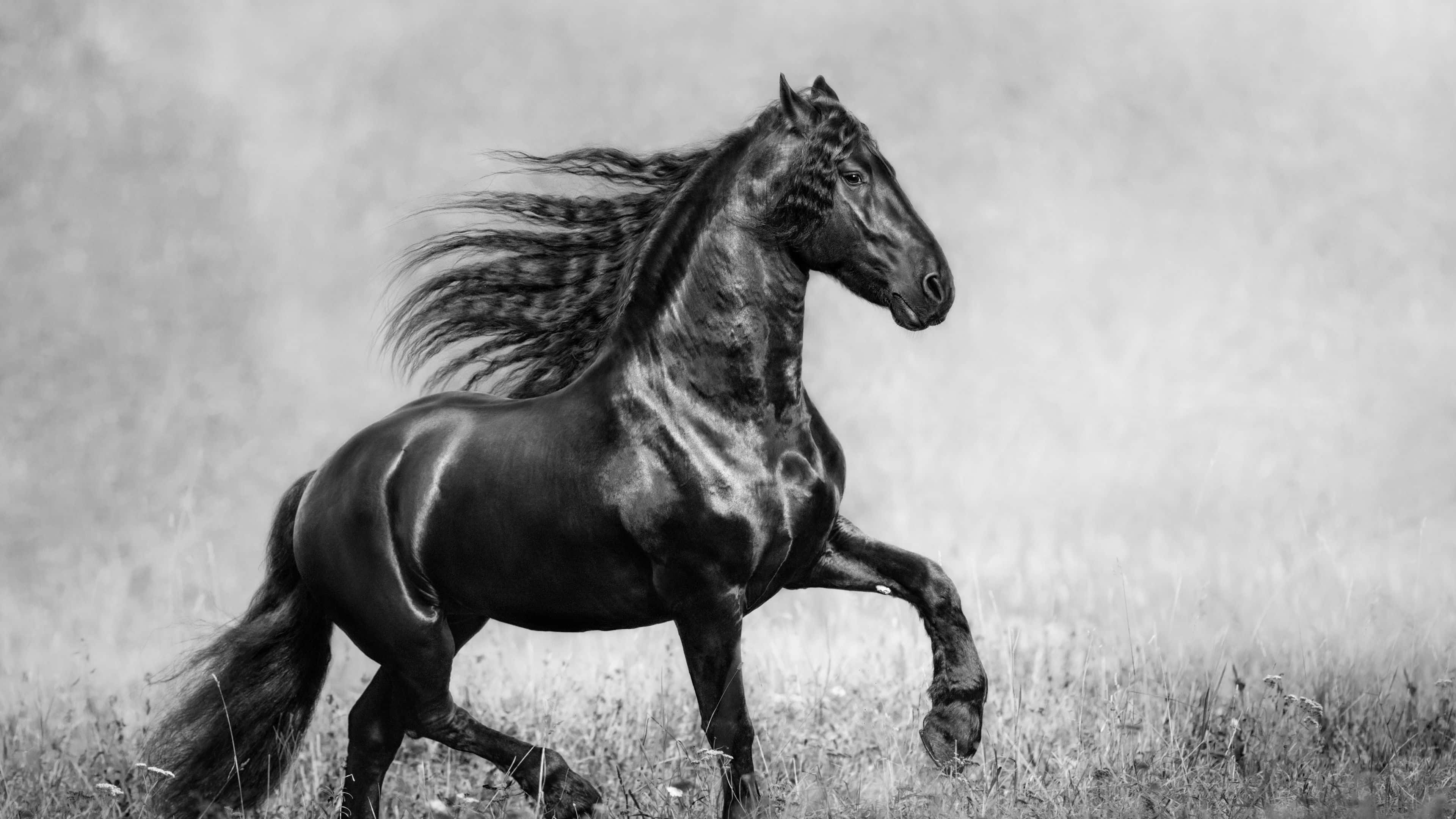 black horse, gallops through grass, flowing mane, 4K Desktop Wallpaper