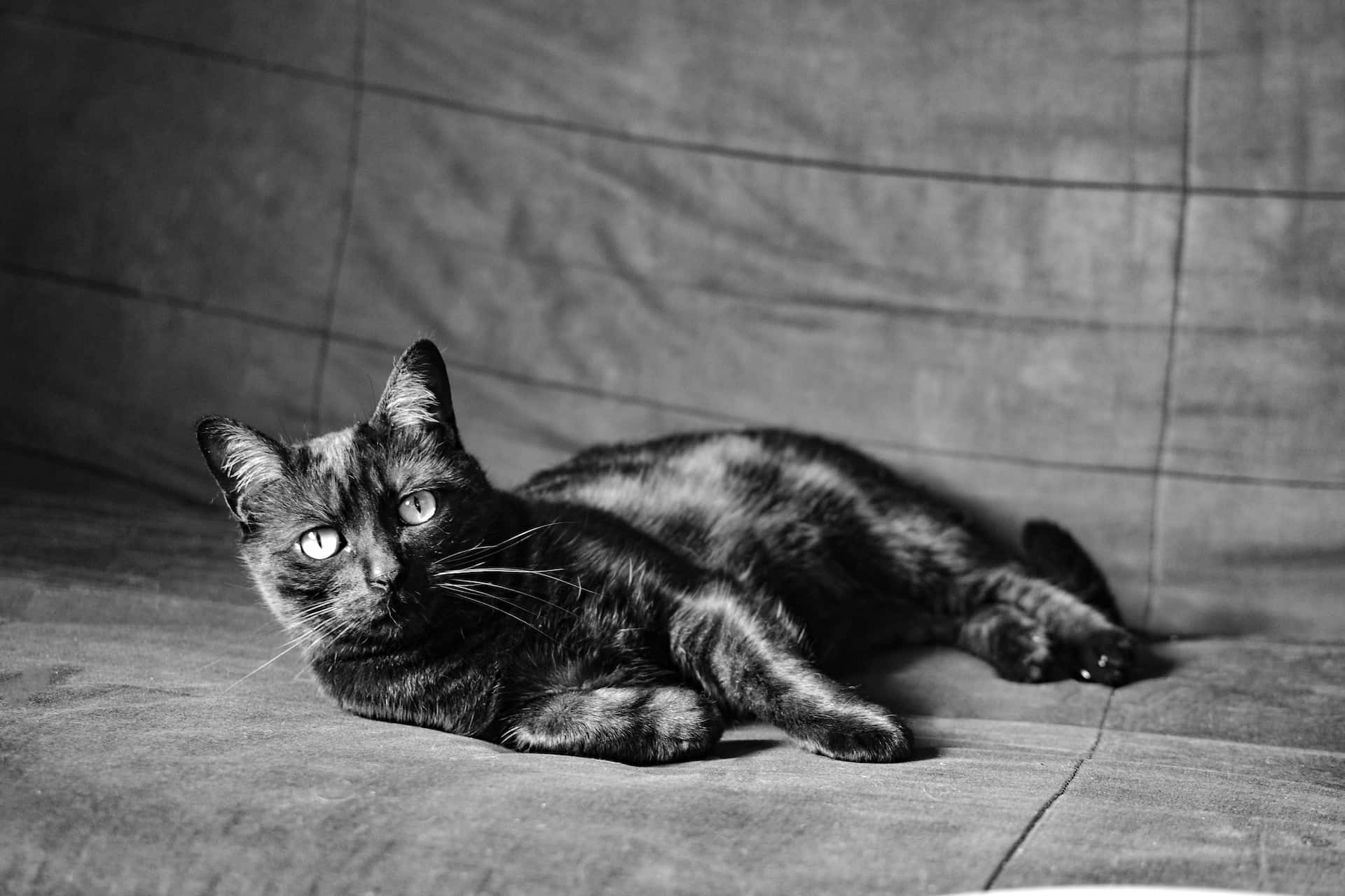 black and grey tortoiseshell cat, textured fabric surface, monochrome photo, Full HD Desktop Wallpaper
